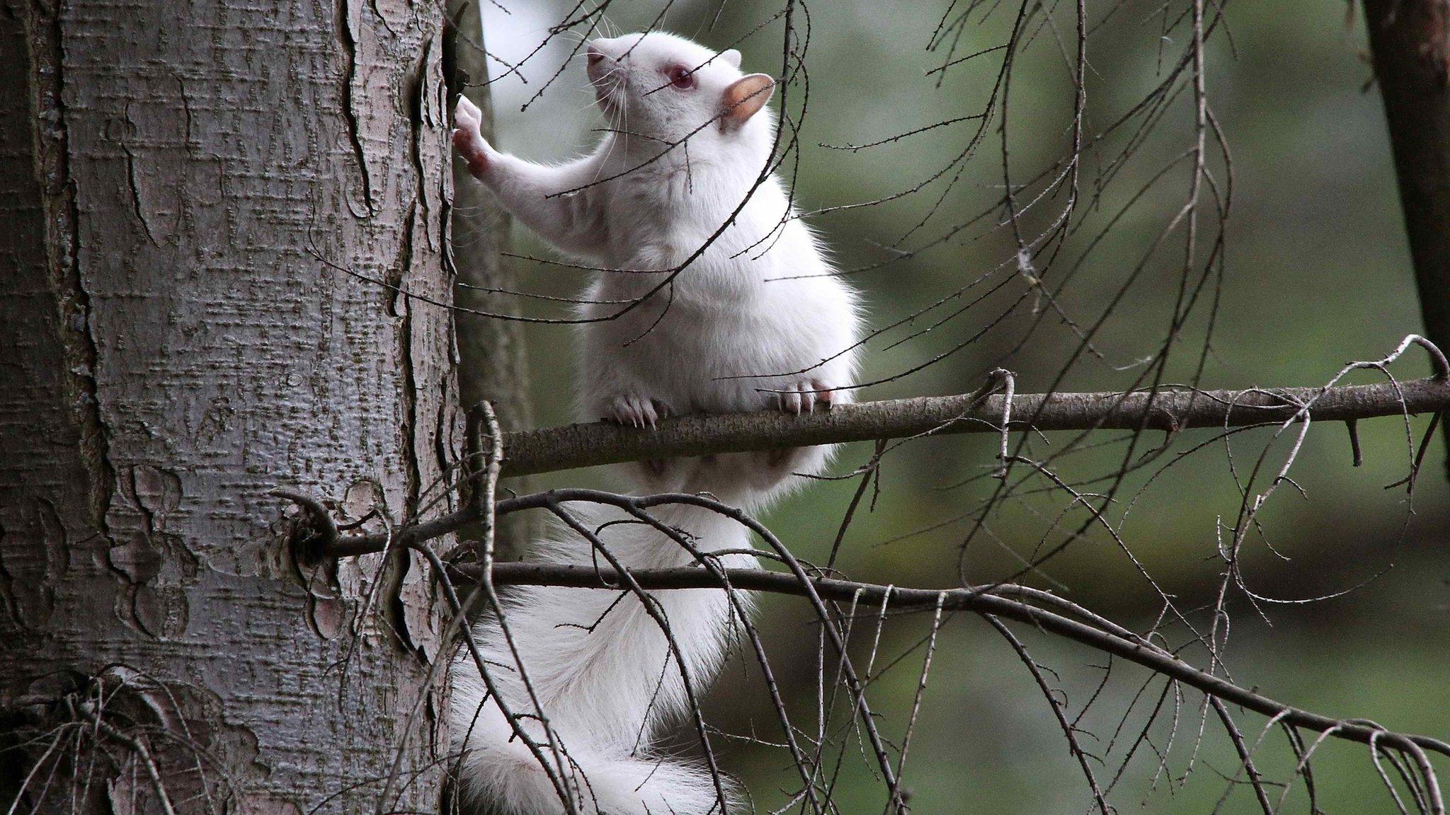 Albino squirrel