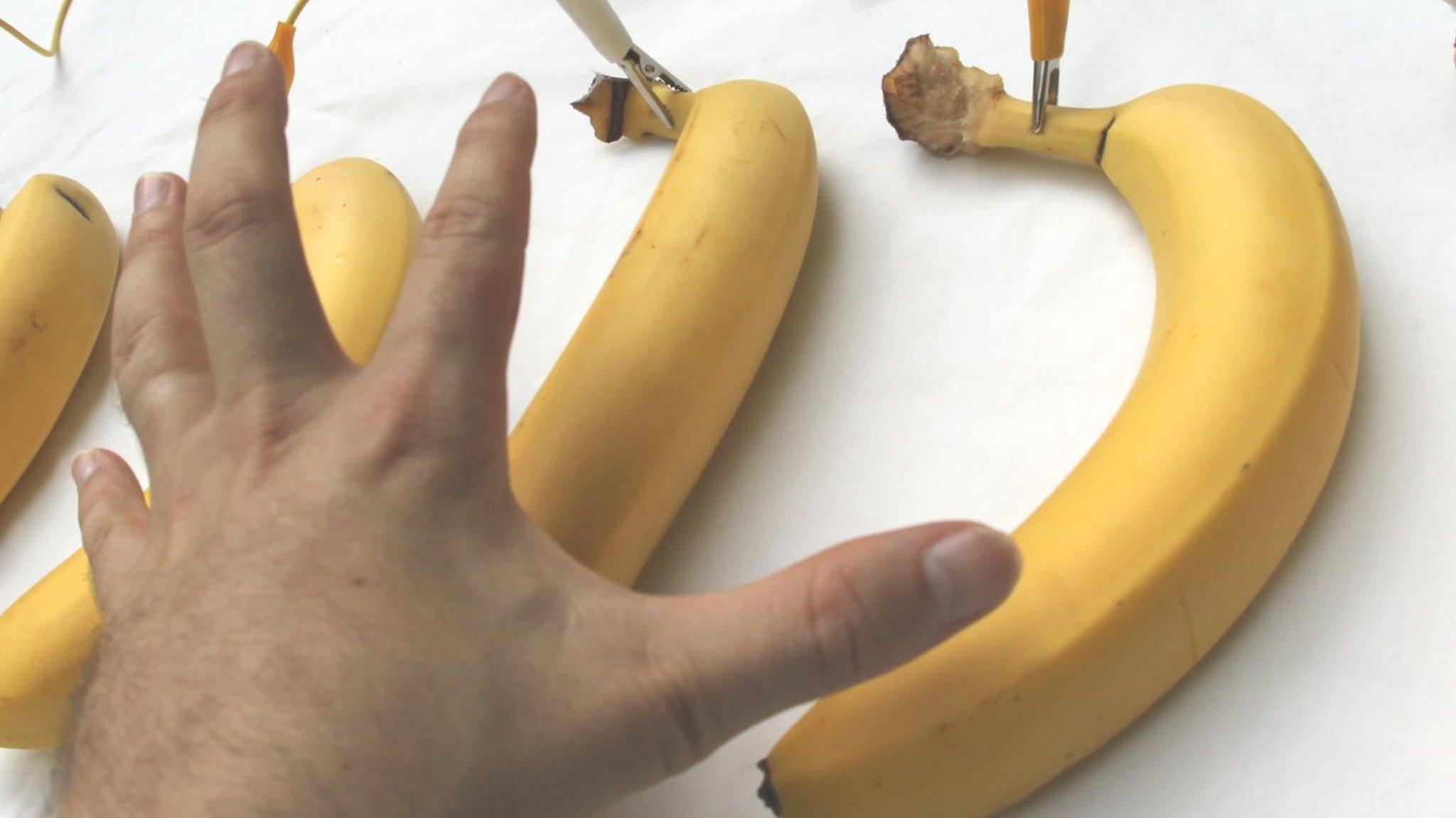 Bananas connected to the kit