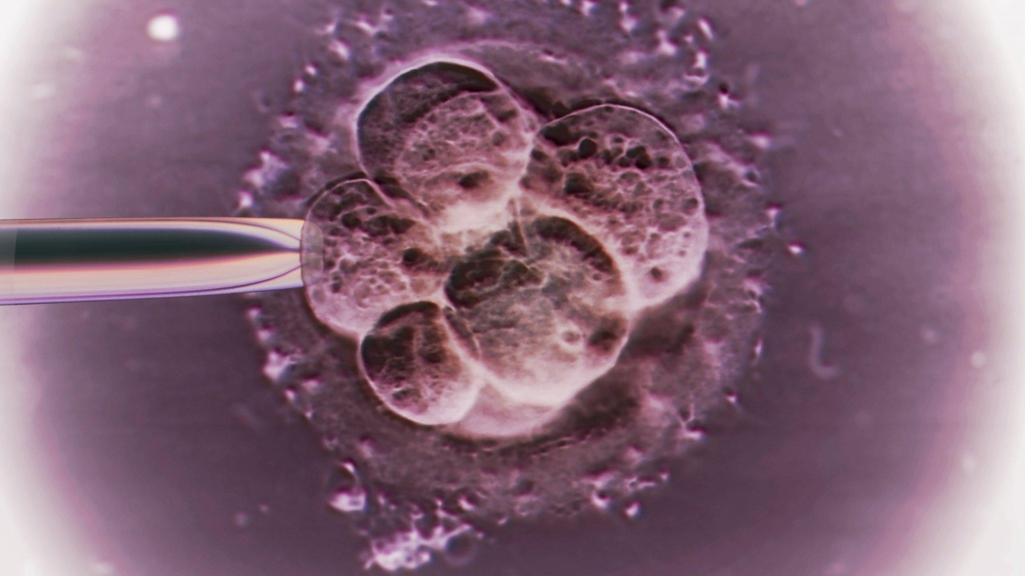 Fertilised egg