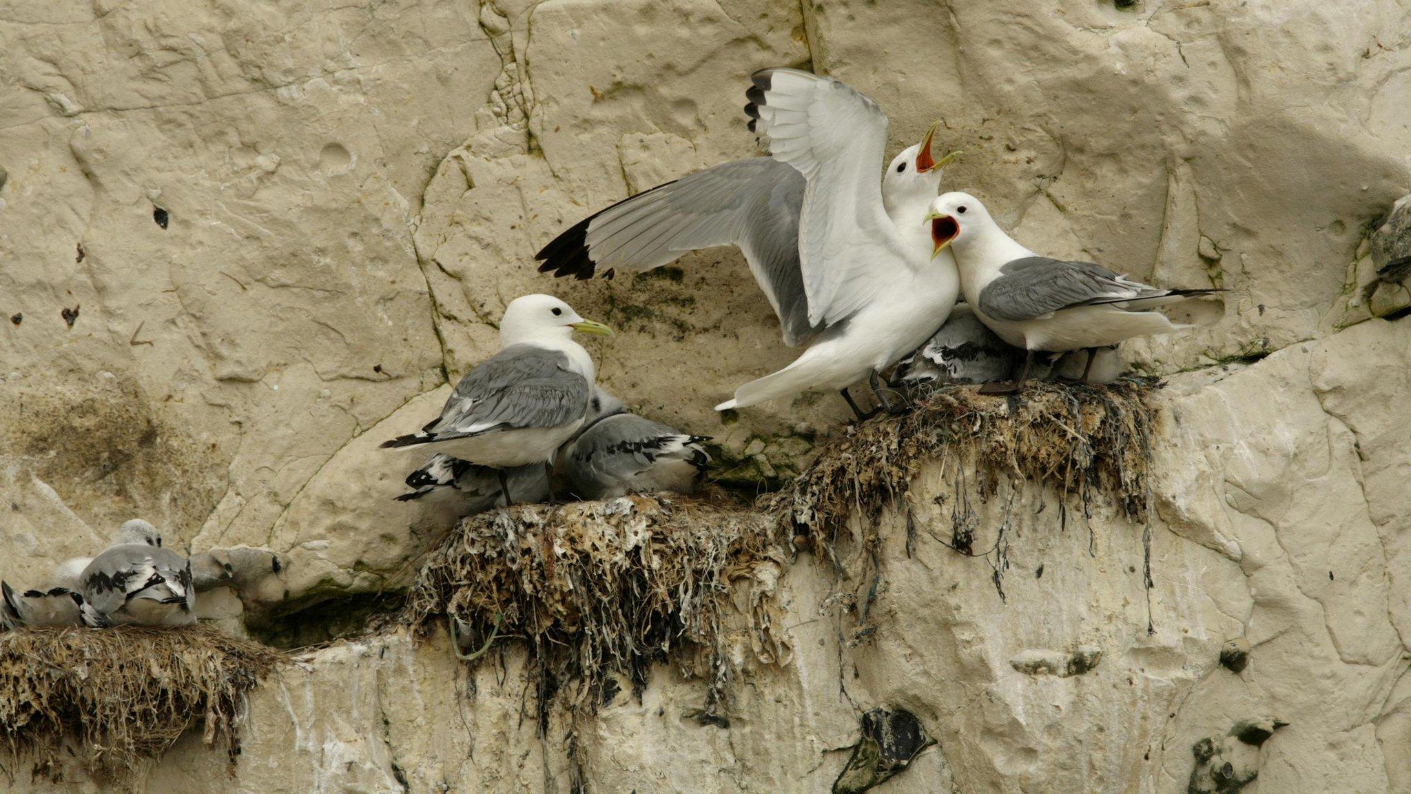 Kittiwakes