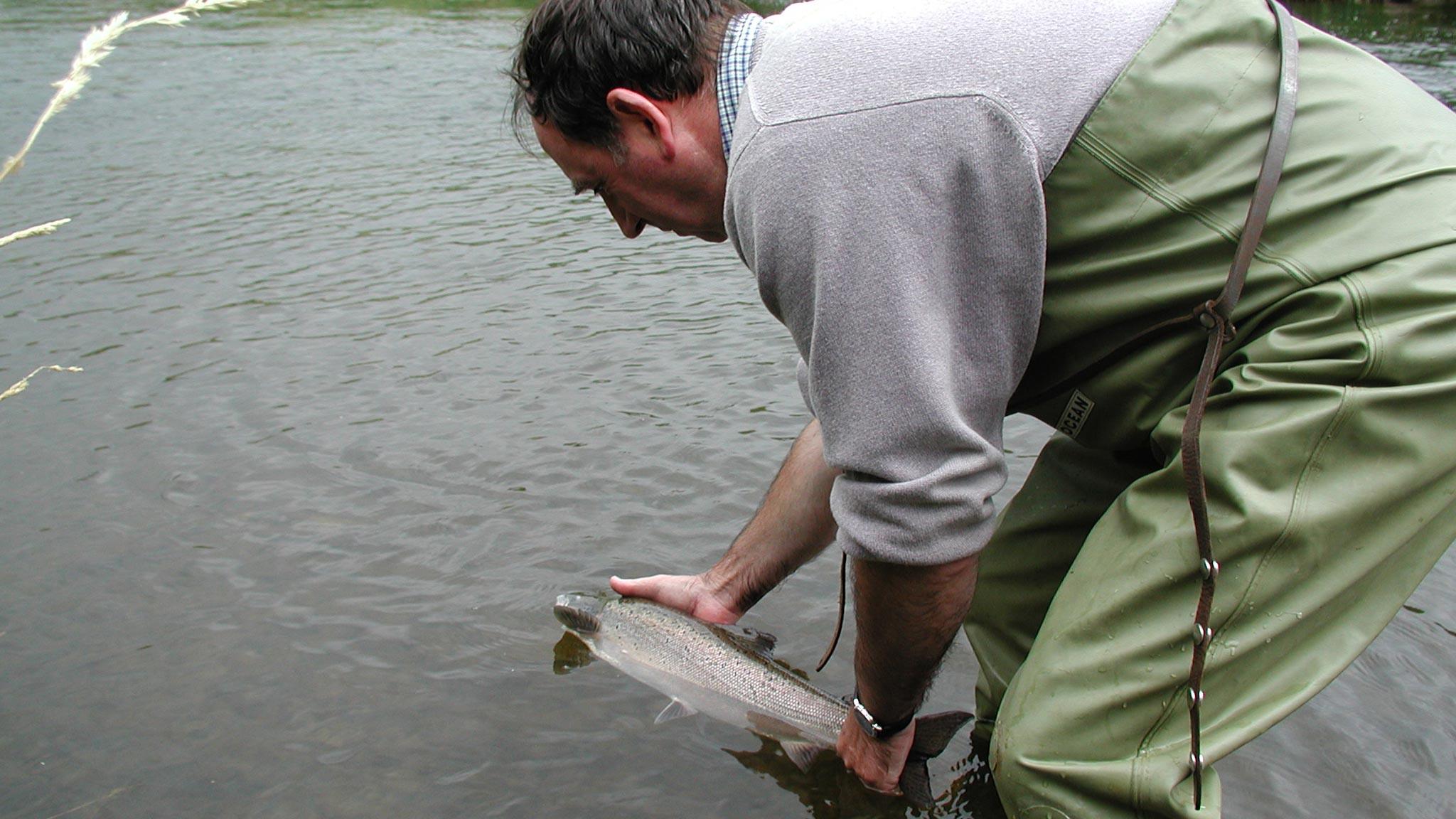 Fisherman returning a salmon