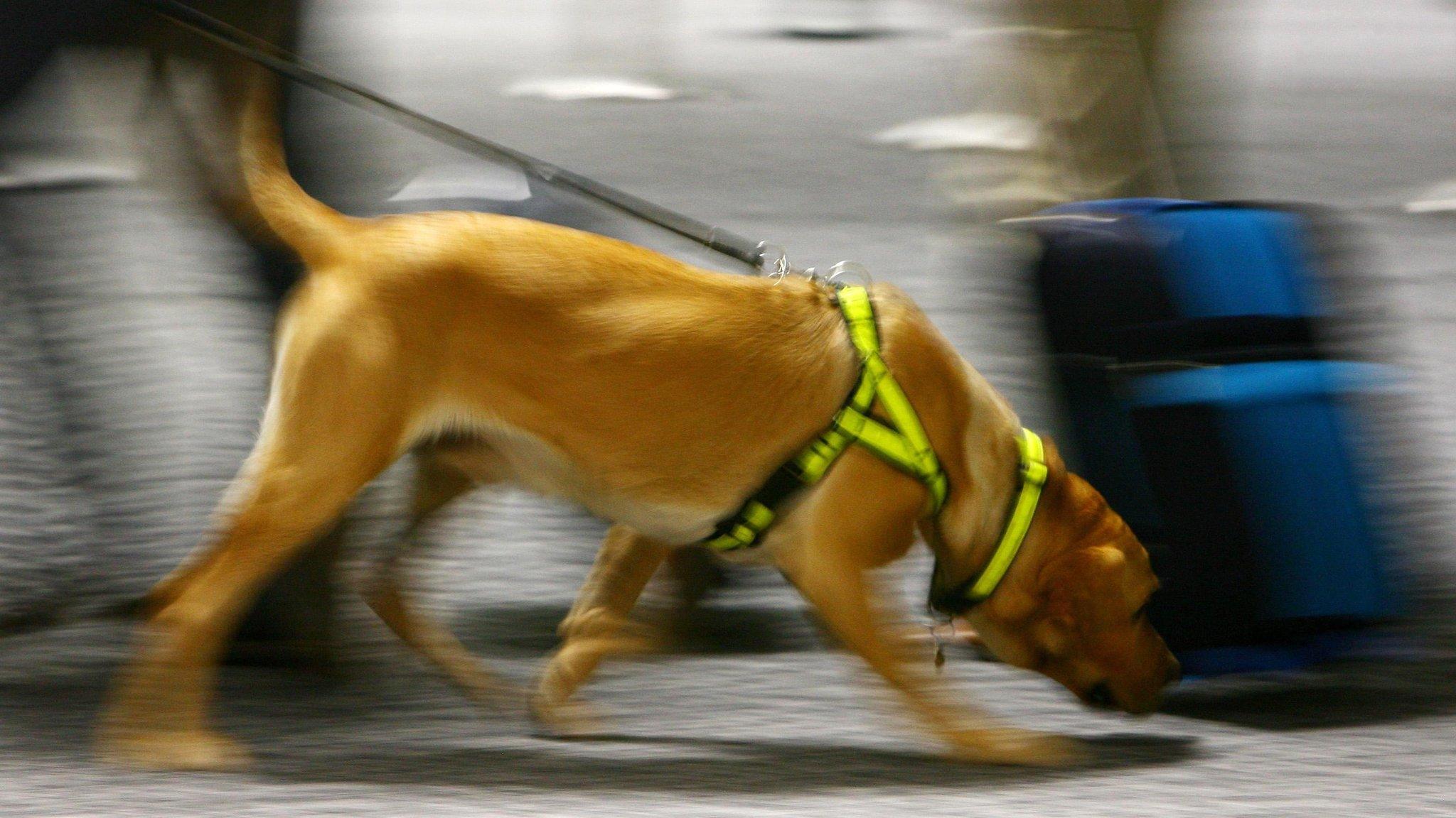 Sniffer dog goes past suitcase