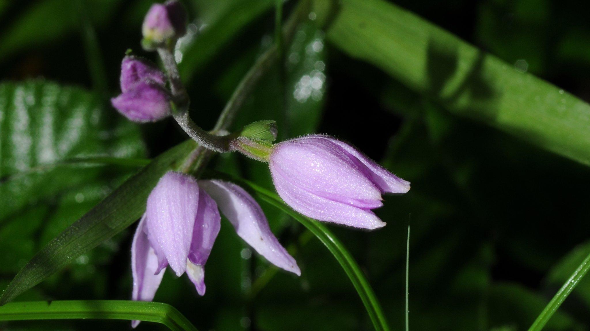 Red helleborine