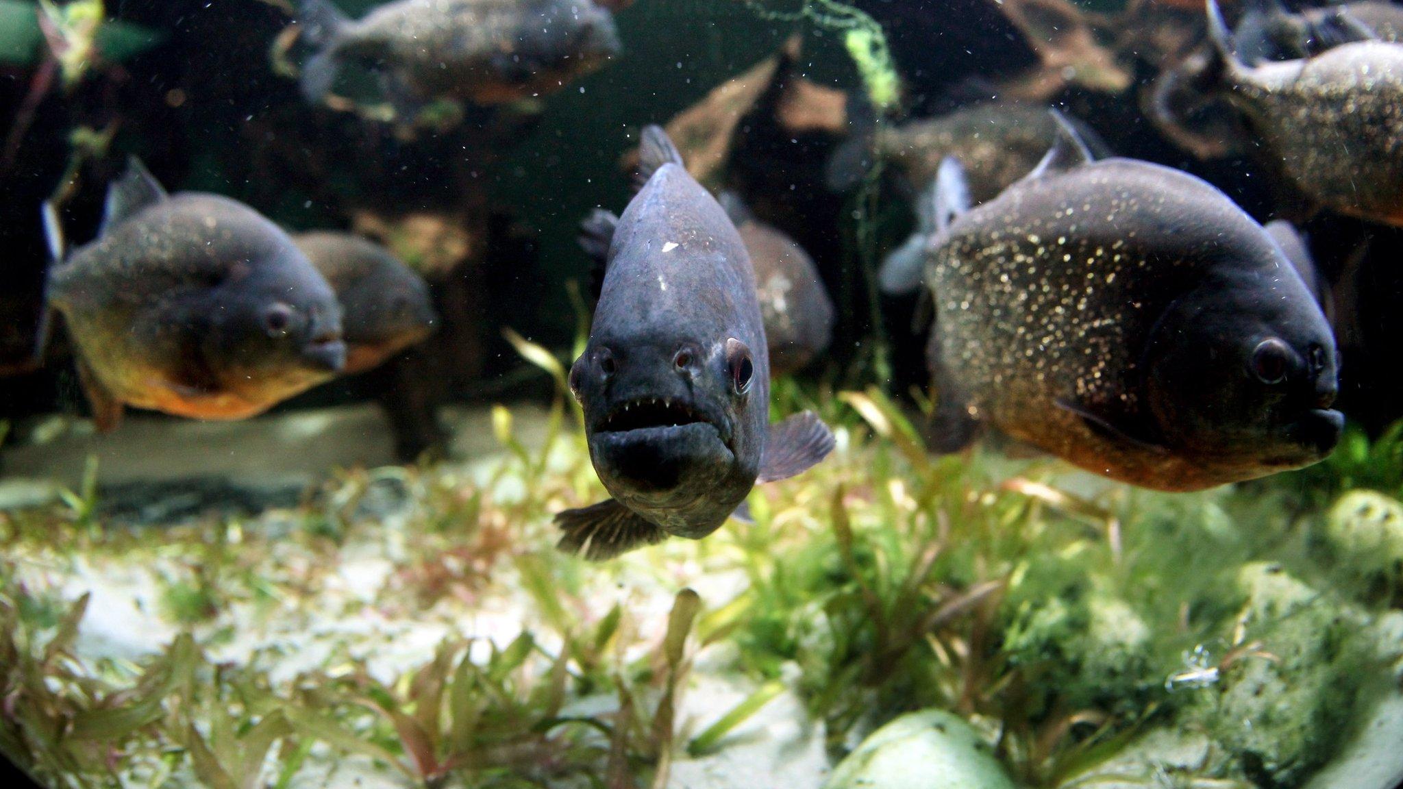 Piranha swimming in an aquarium tank