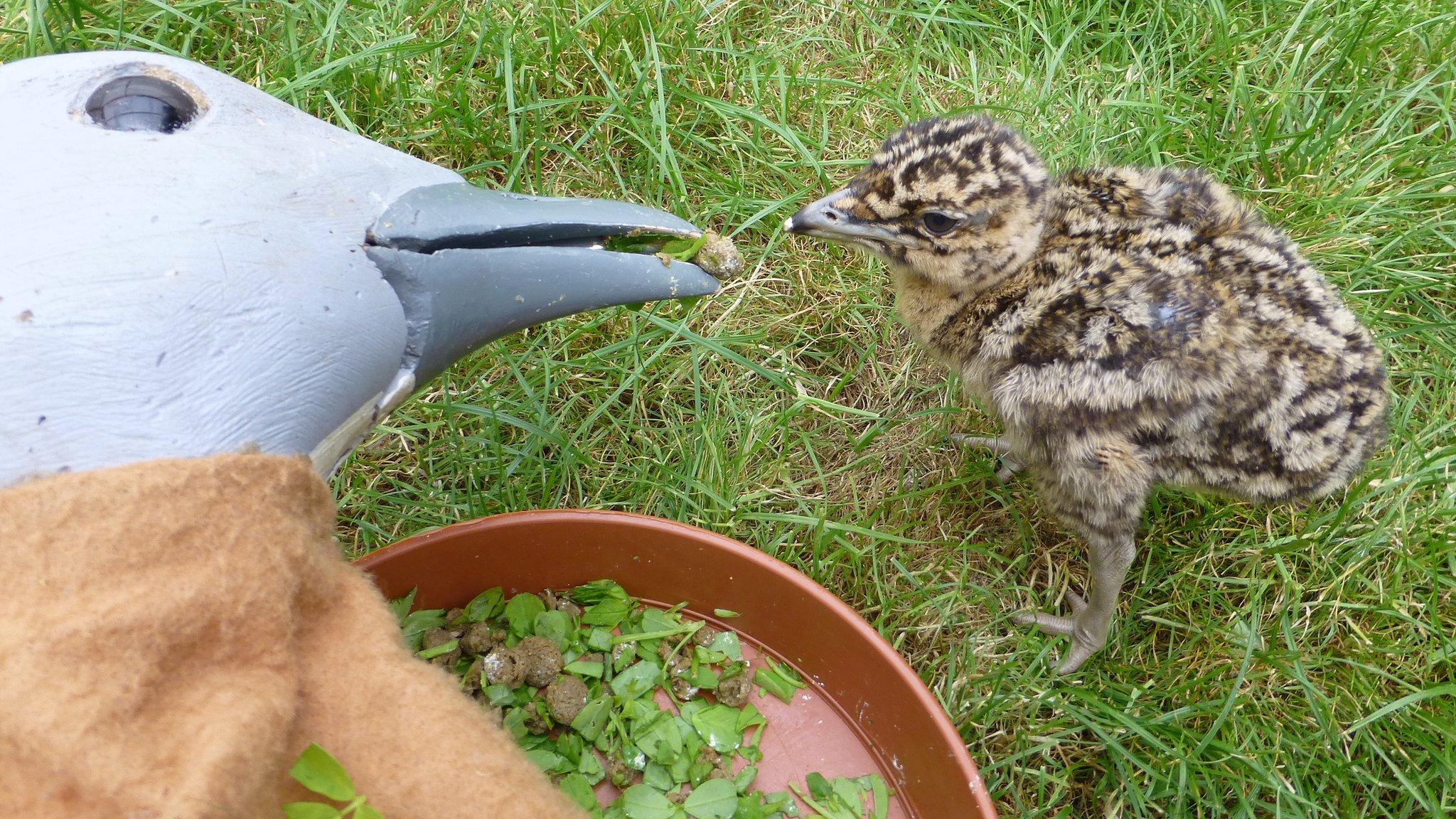 Great bustard chick and mother puppet