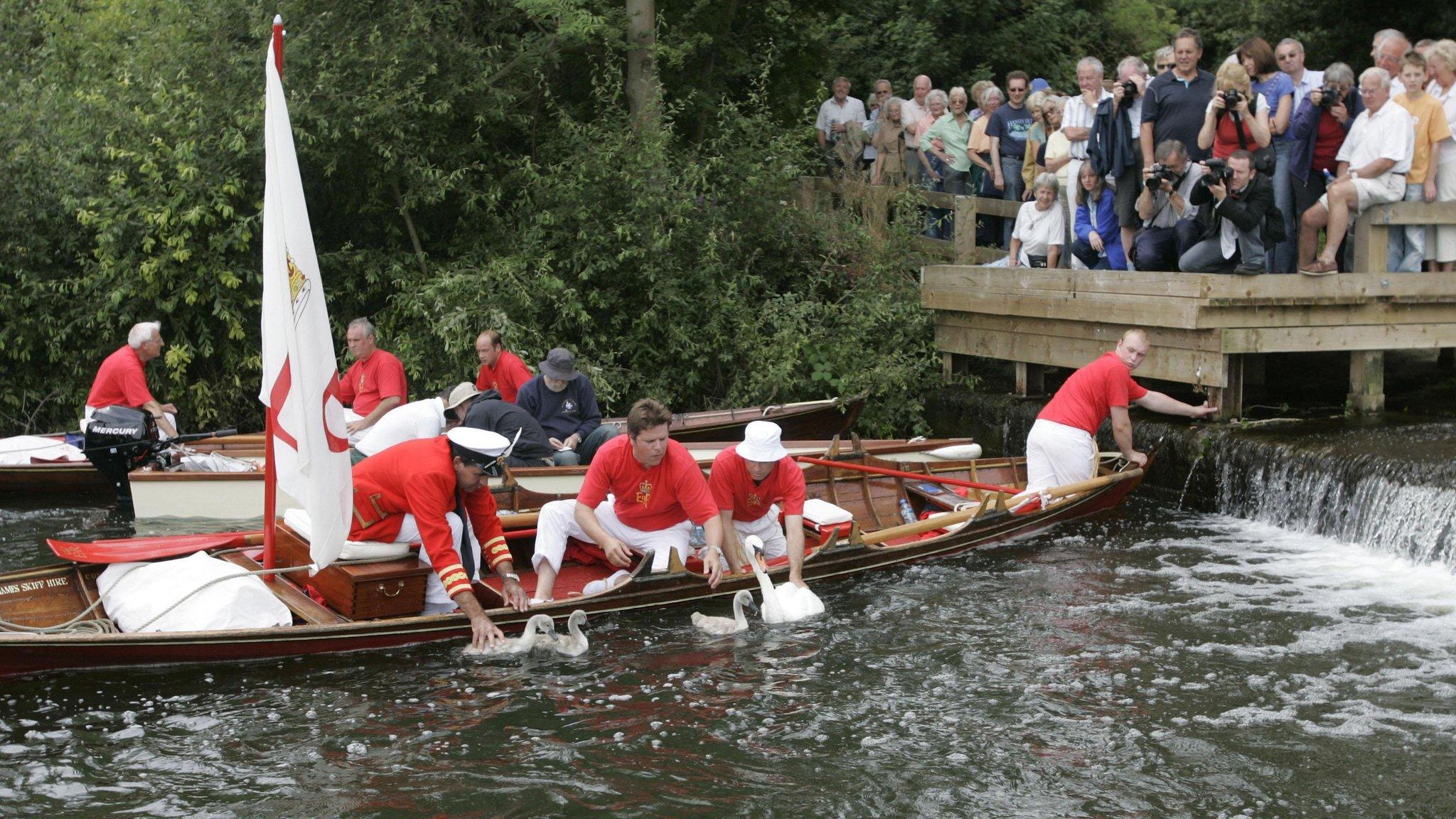 Swan Uppers catching swans