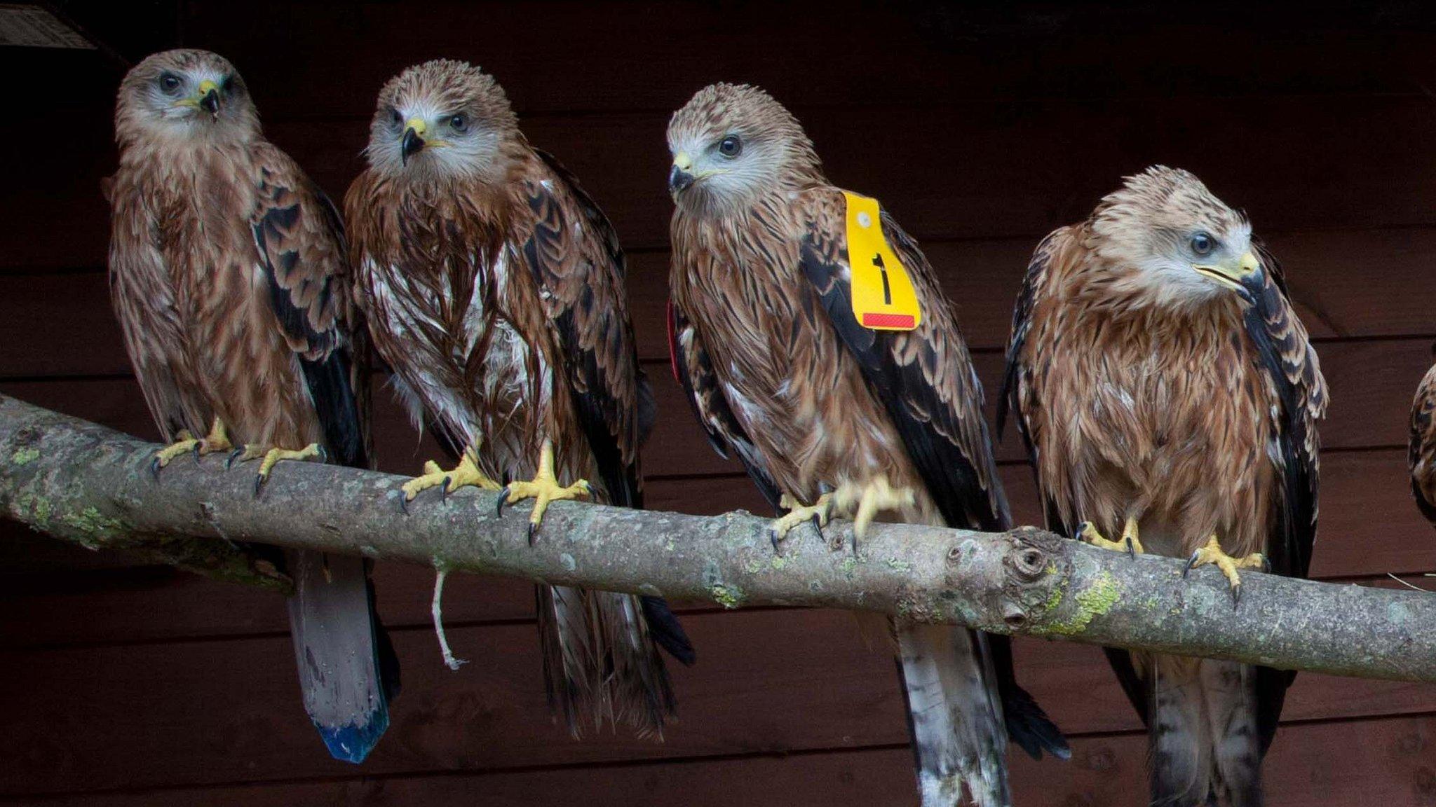 Red Kites from Tiggywinkles Hospital