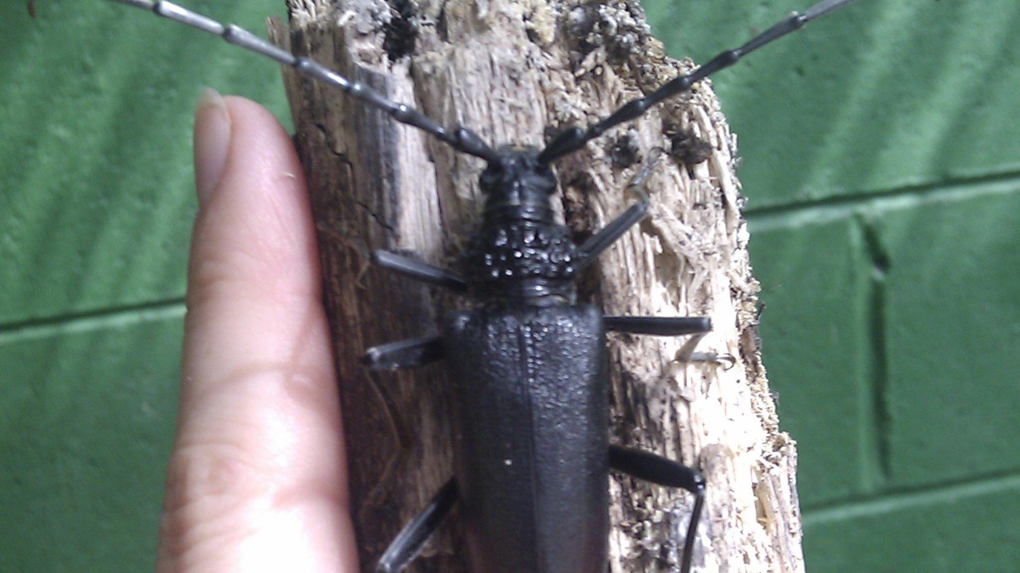 Giant Capricorn Beetle