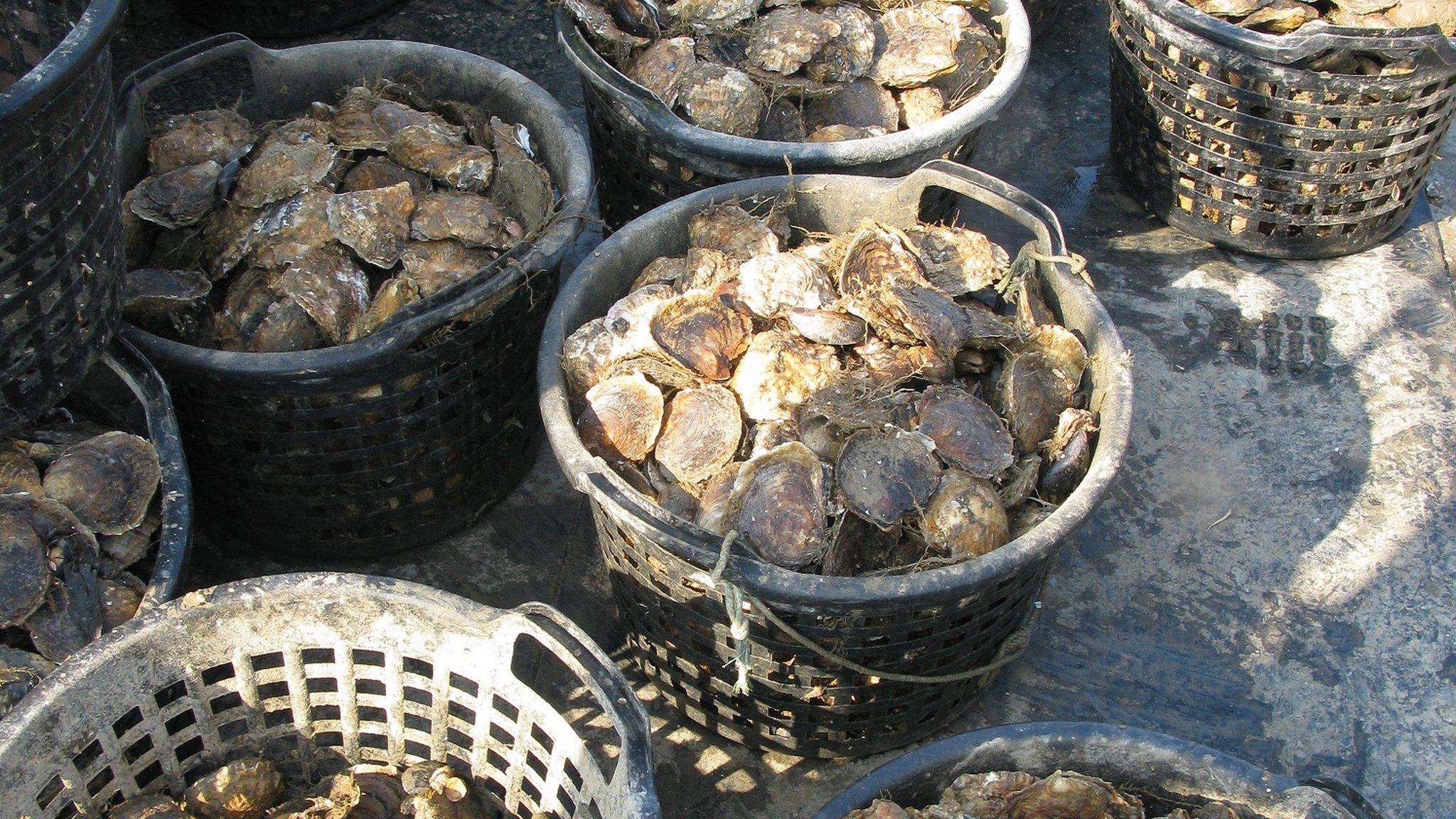 Native oysters