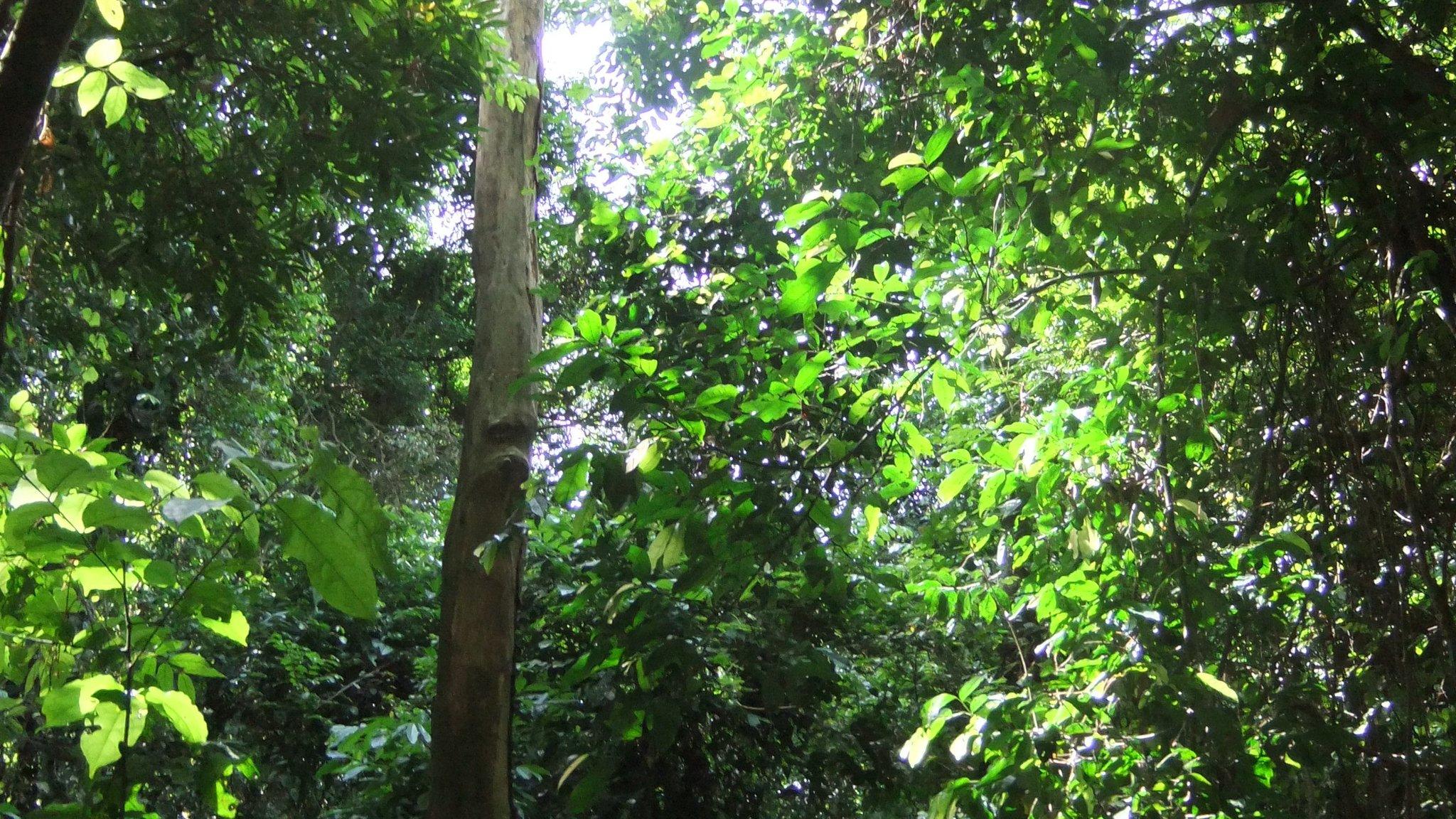 Bobiri Forest Reserve, Ghana (Image: Sophie Fauset)