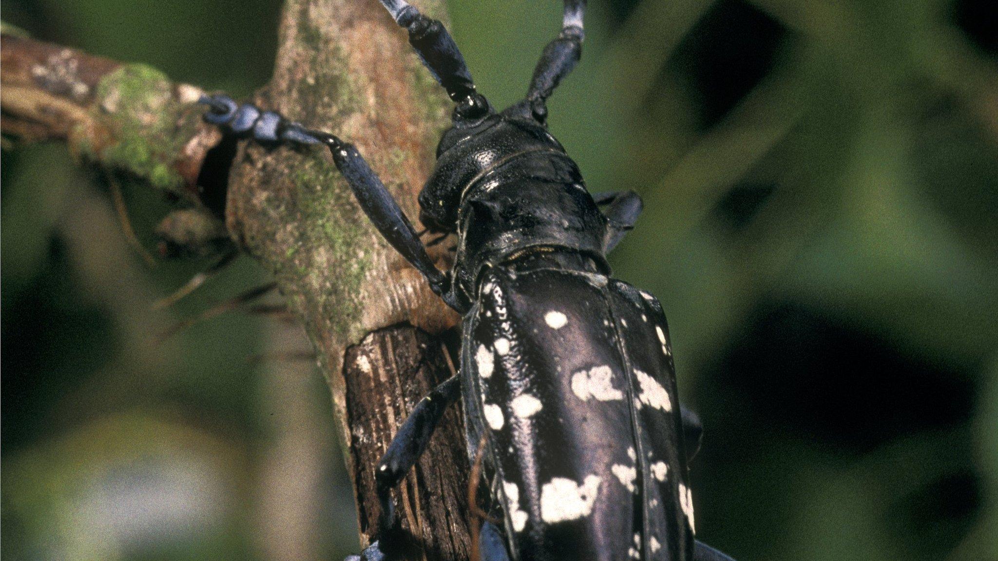 Asian longhorn beetle (Image: Forestry Commission)