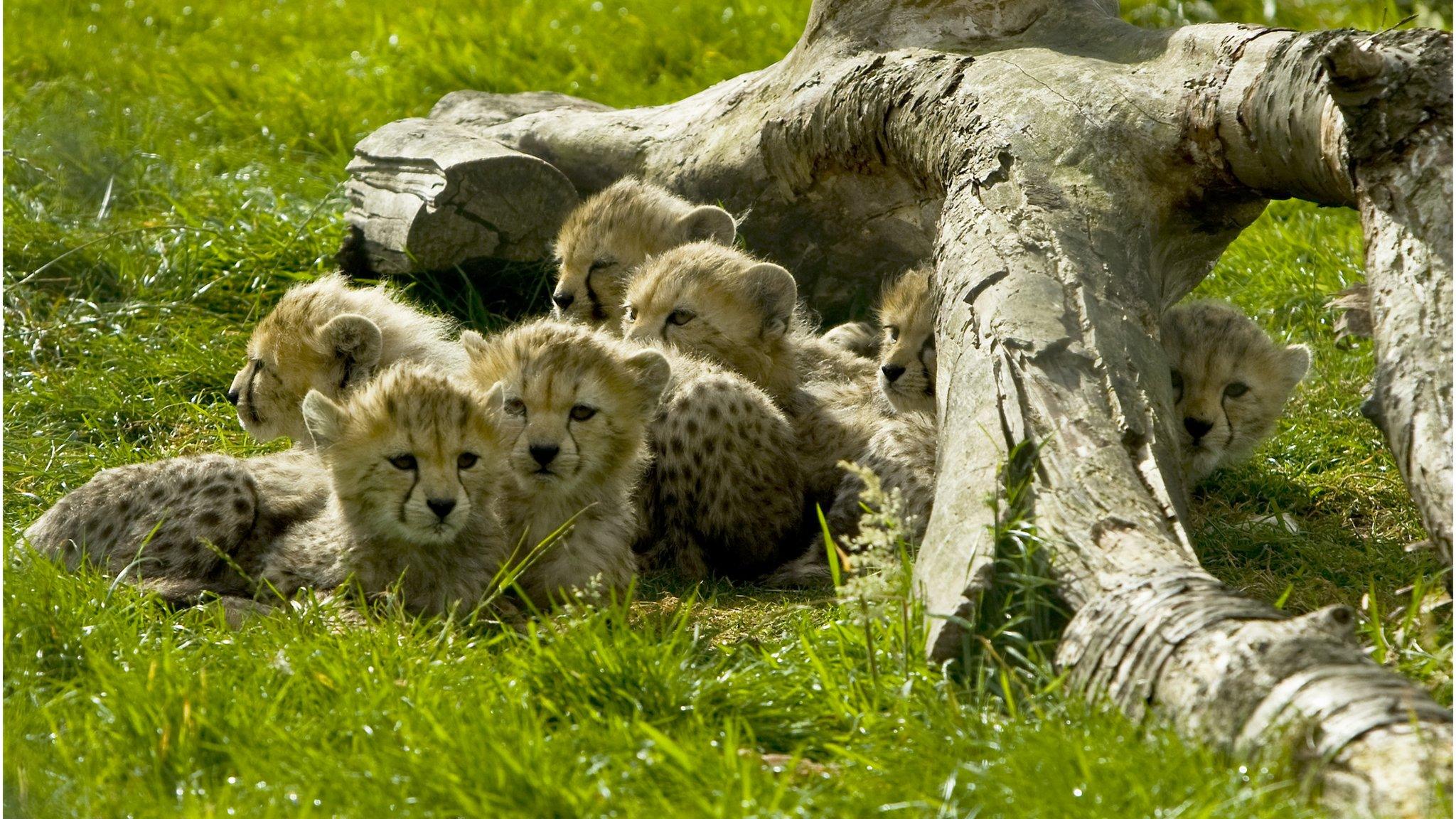 Northern African cheetahs born at Whipsnade Zoo, Bedfordshire