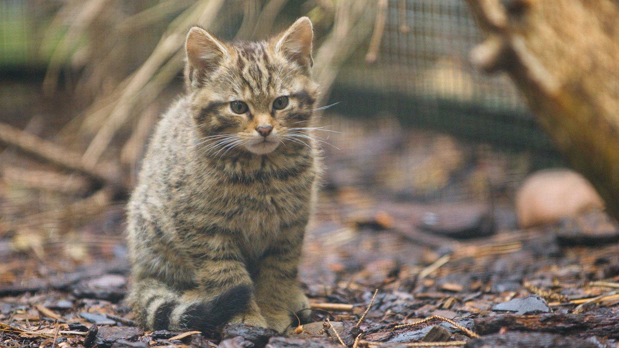 Scottish wildcat kitten