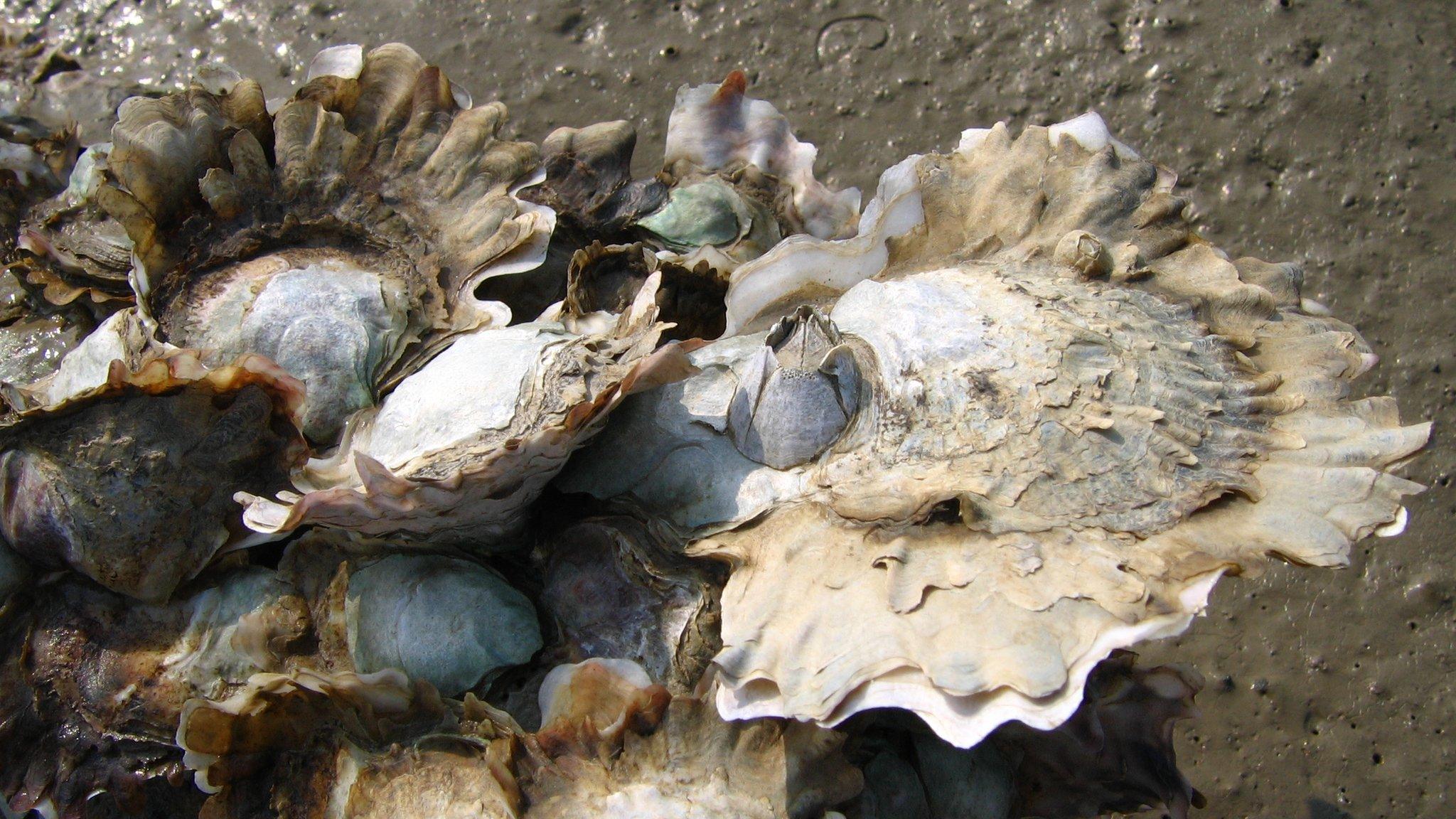 Oysters thriving in an intertidal zone in Xiamen, China