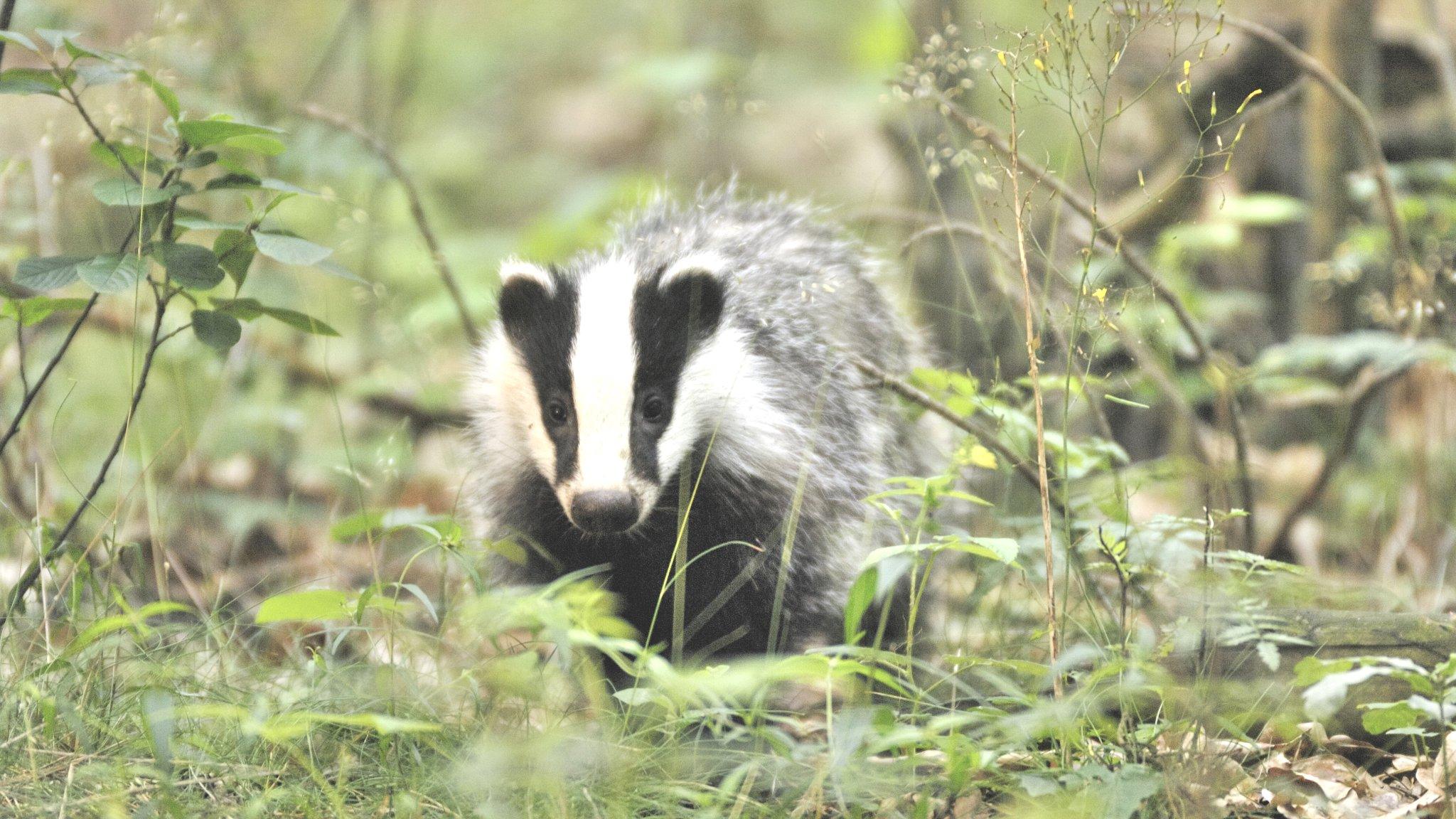 Badger