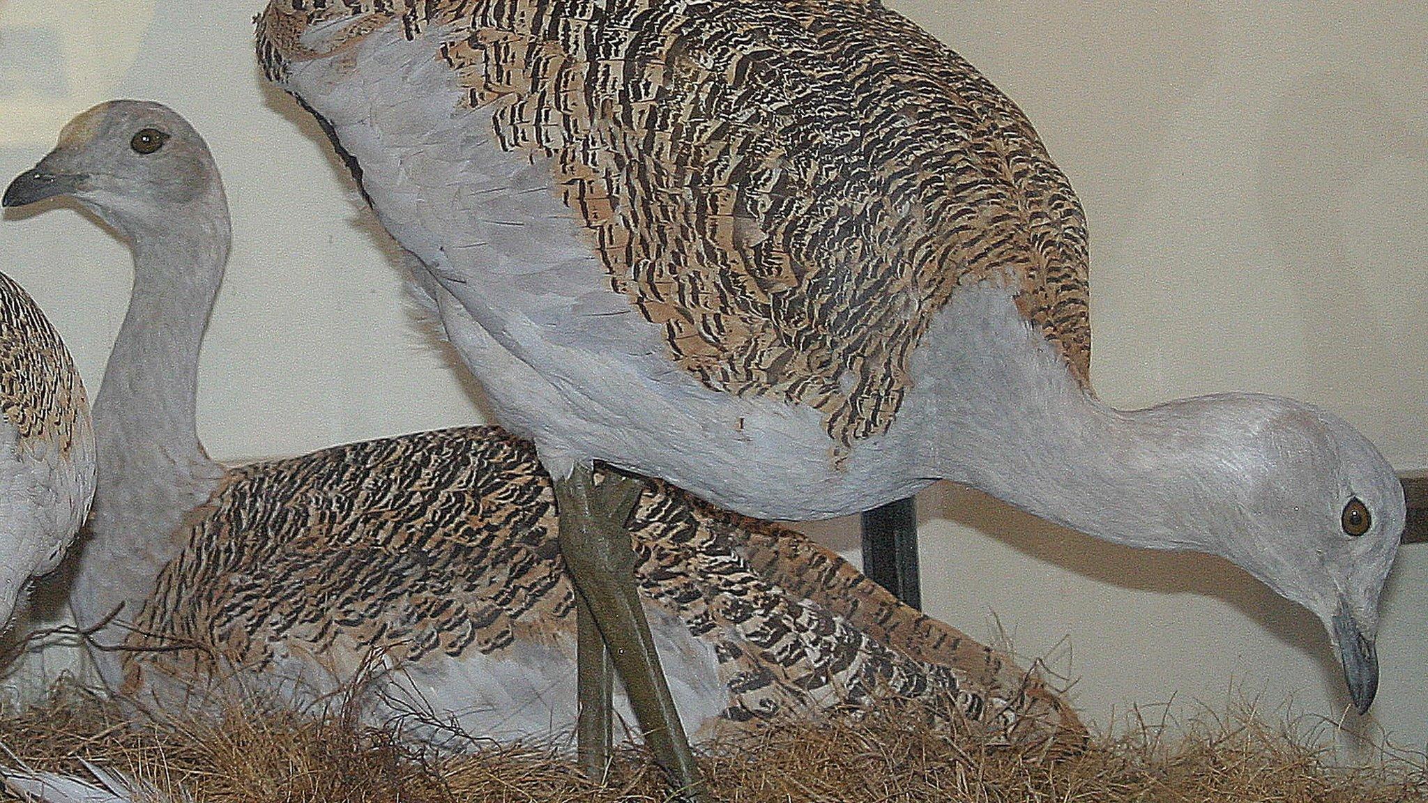 Great Bustards