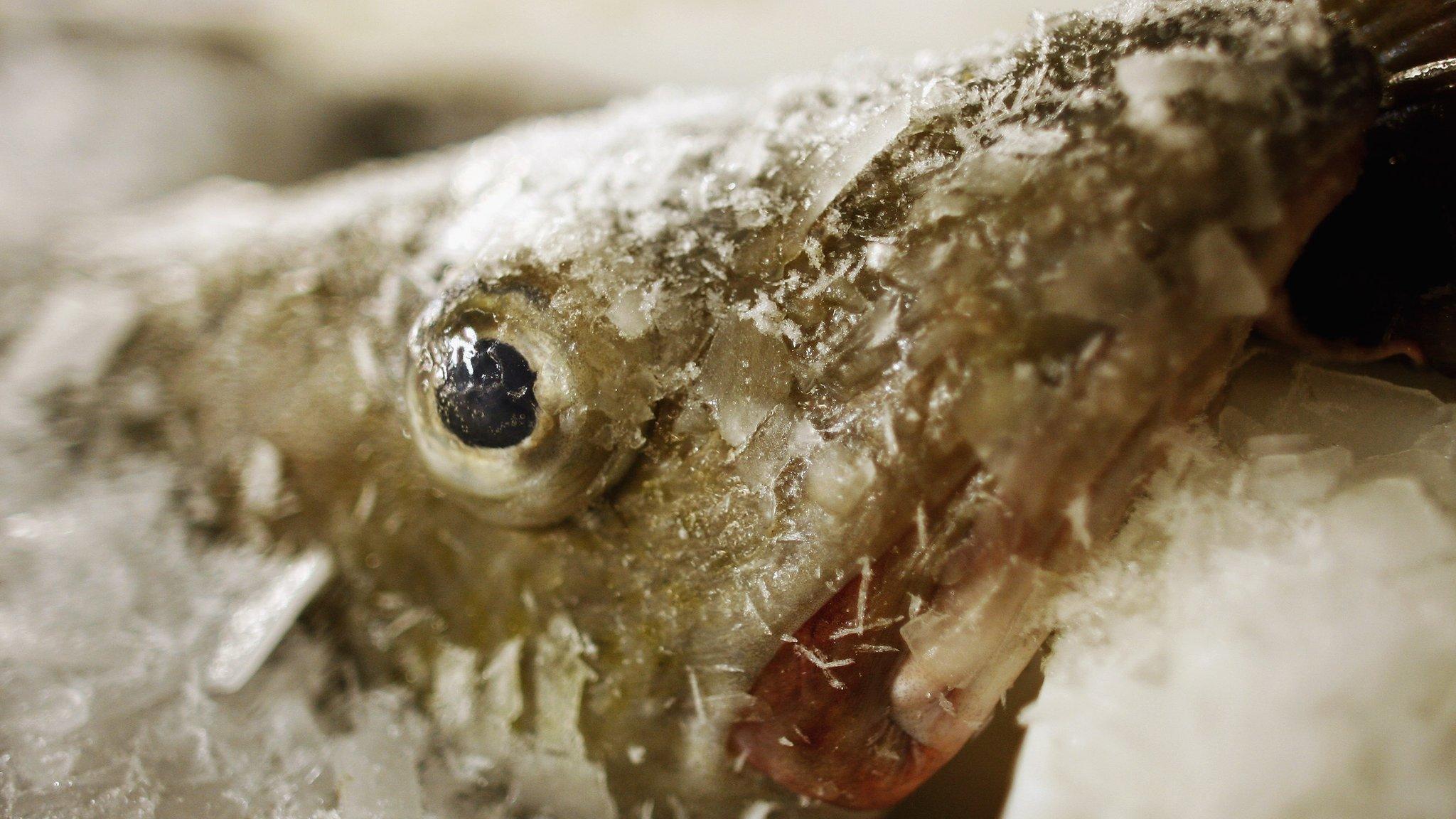 A frozen cod at market