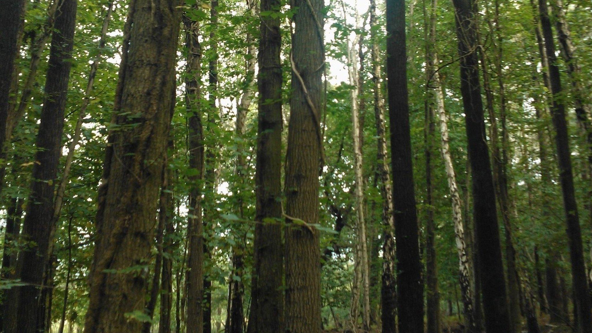 Group of elm trees on Brownsea Island in October 2012