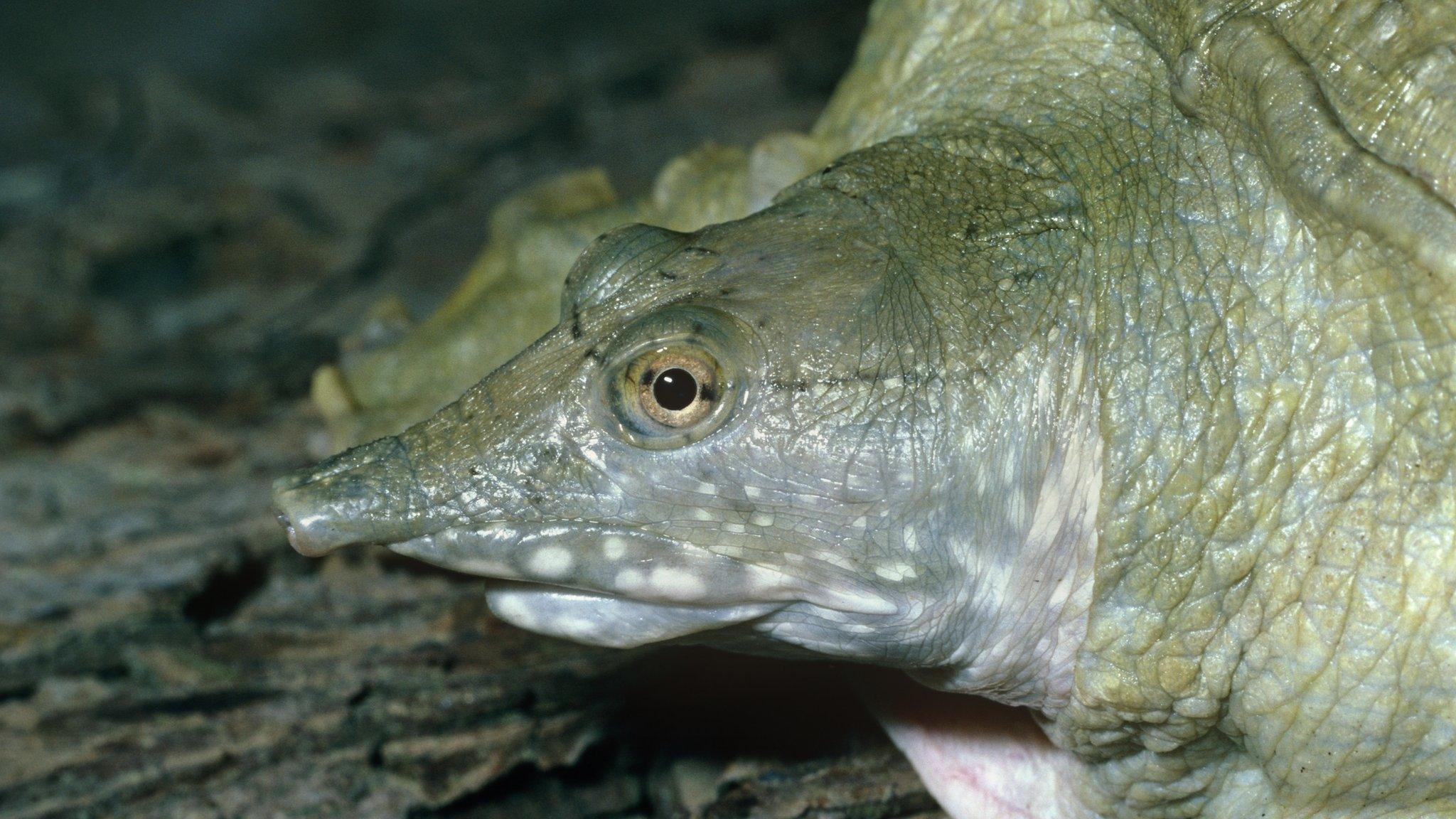 The Chinese soft-shelled turtle Pelodiscus sinensis