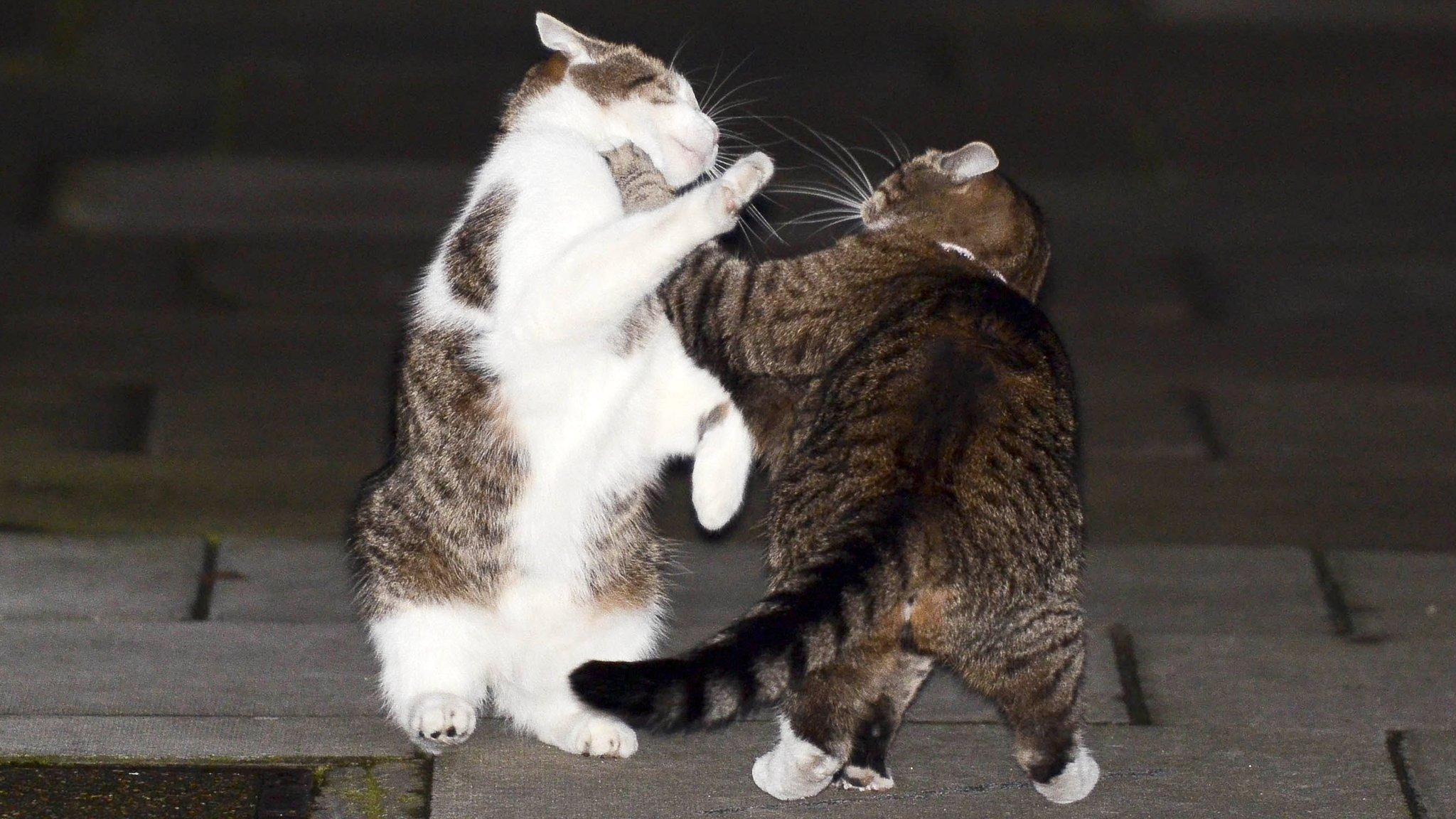 Cat fight