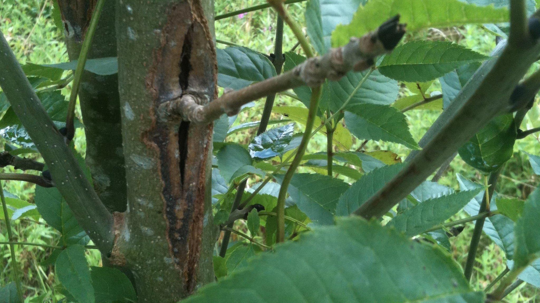 Common ash tree infected with Chalara ash dieback (Image: Woodland Trust)