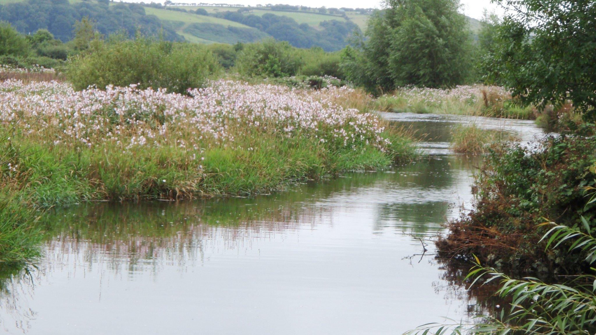 Himalayan Balsam
