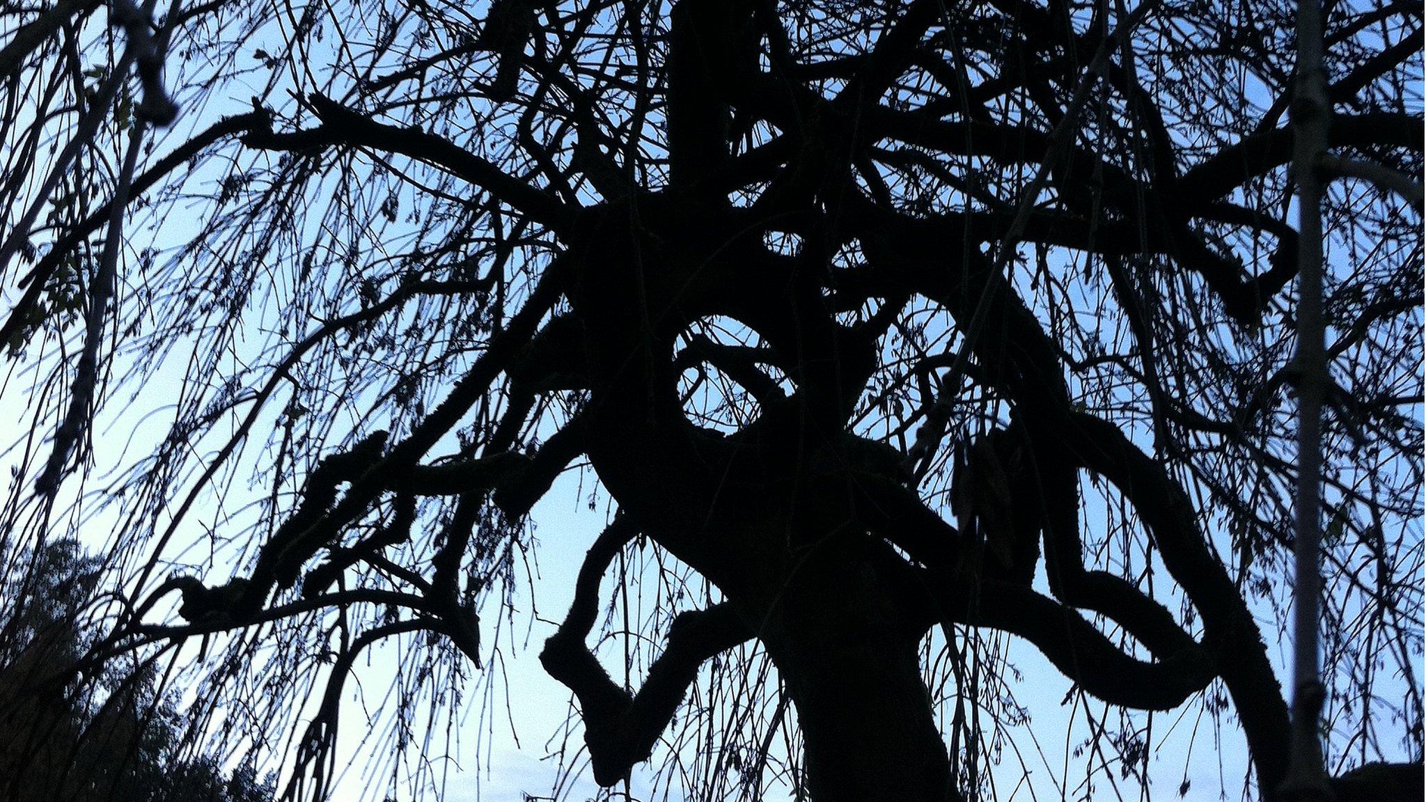 Weeping ash (Image: BBC)