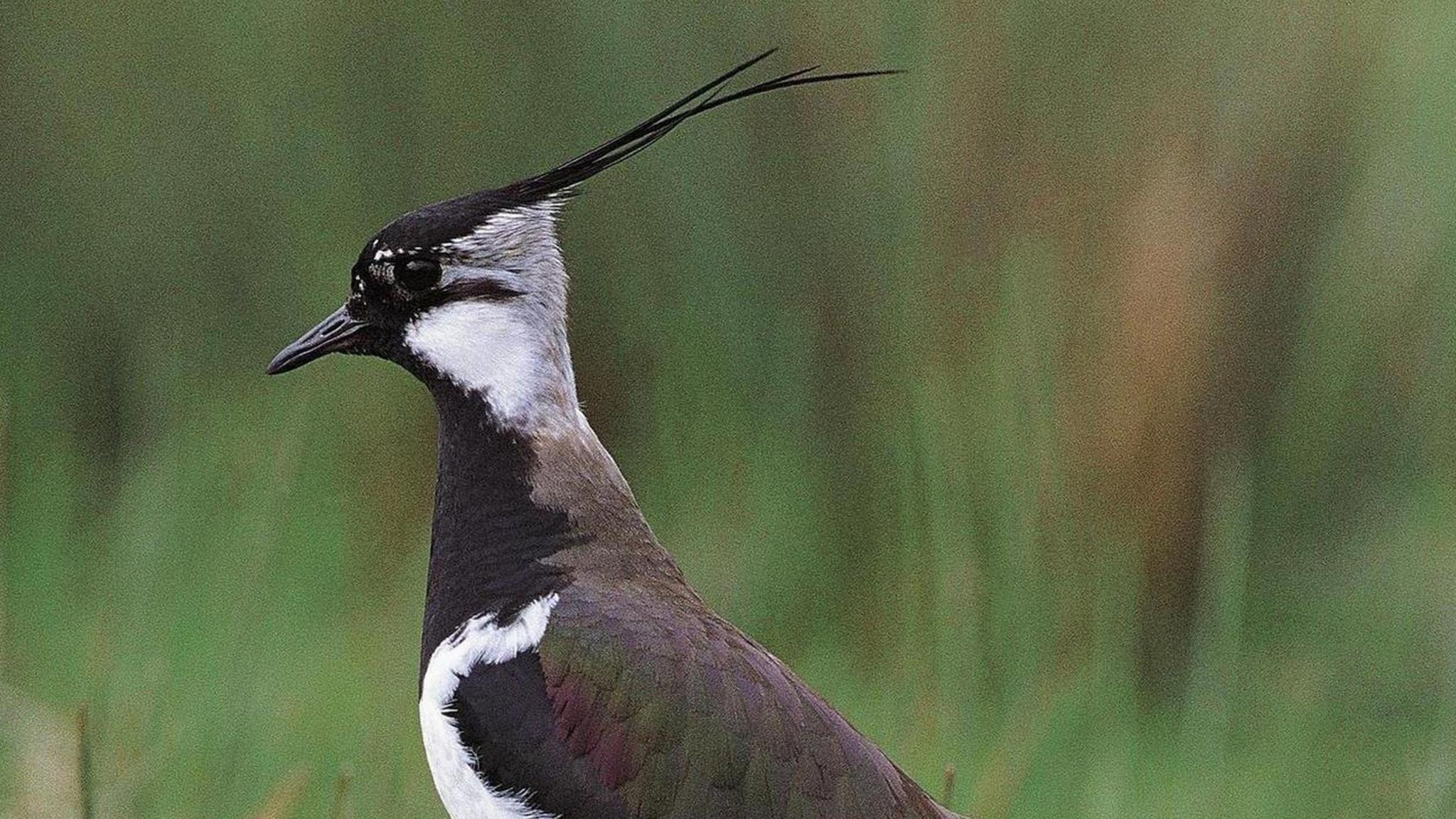 Lapwing