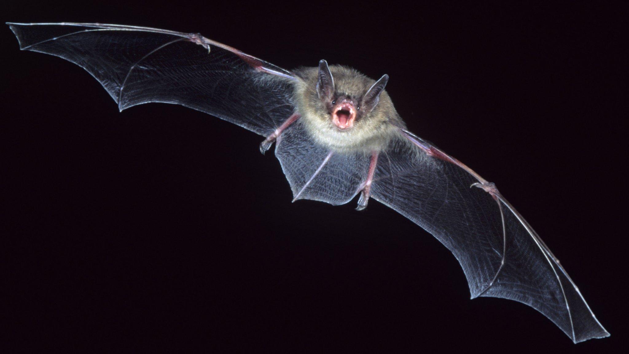 Bat in flight