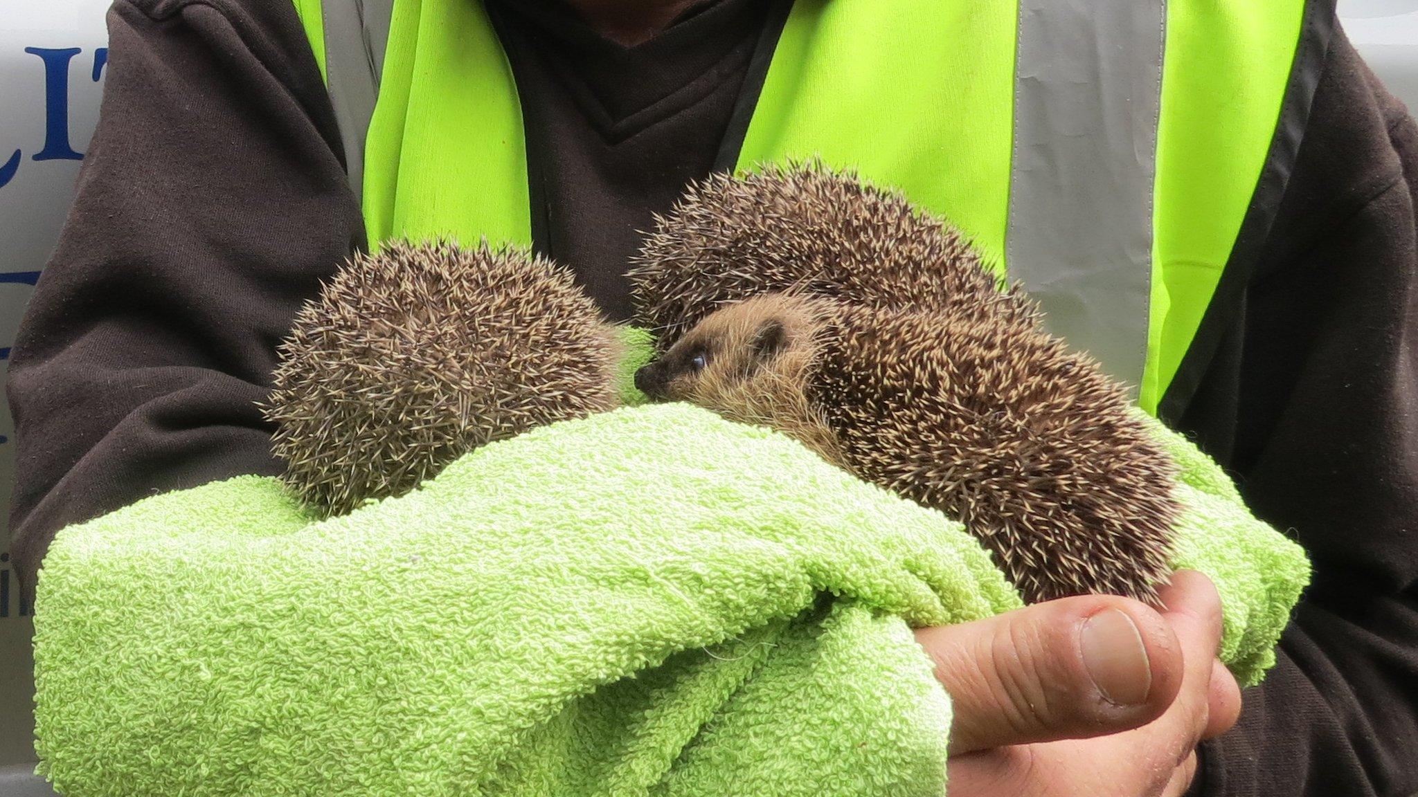 Baby hedgehogs