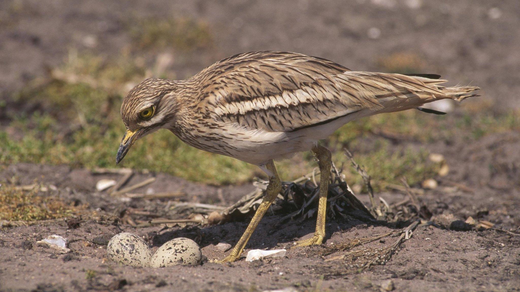 Stone curlew, Breckland