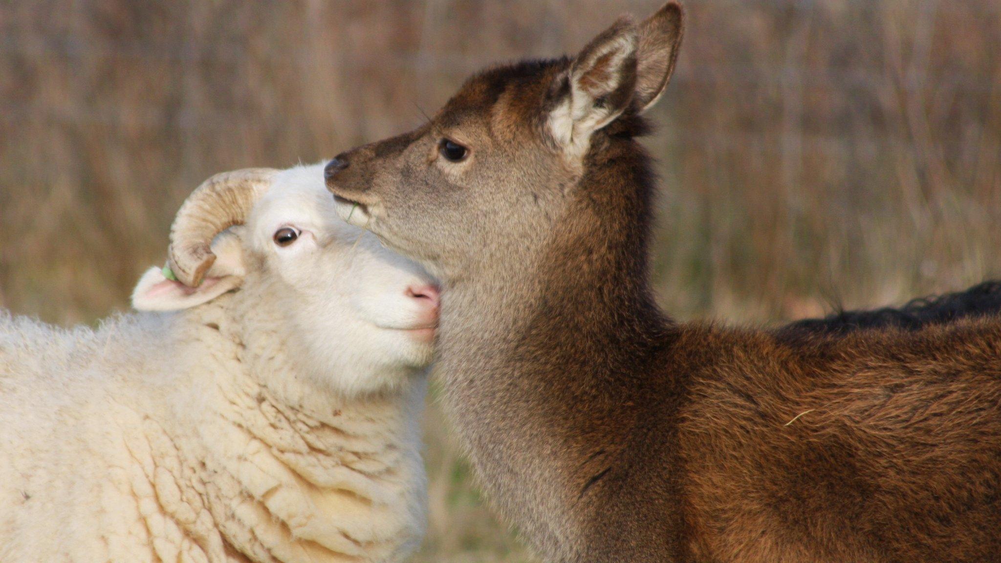 Sheep and red deer, Suffolk