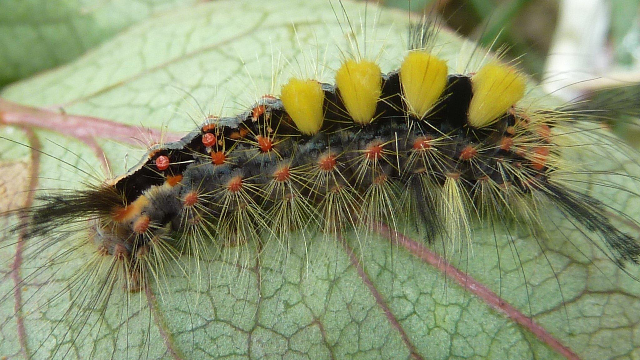 Vapourer moth caterpillar (Image: Natural History Museum)