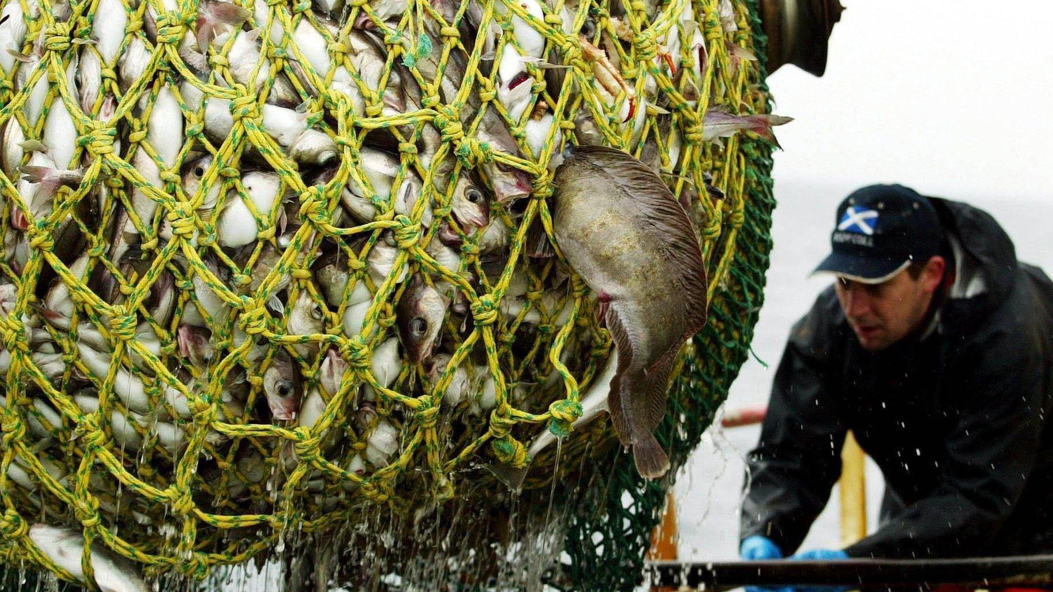 Fish being loaded on to trawler