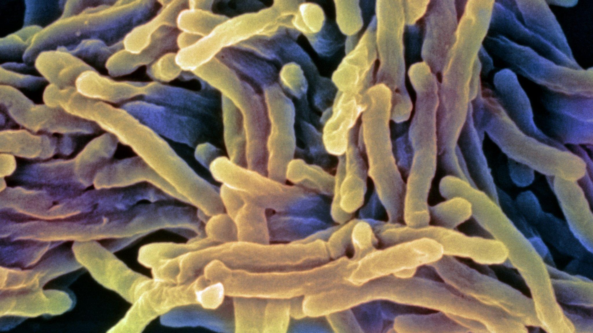 Tuberculosis bacteria