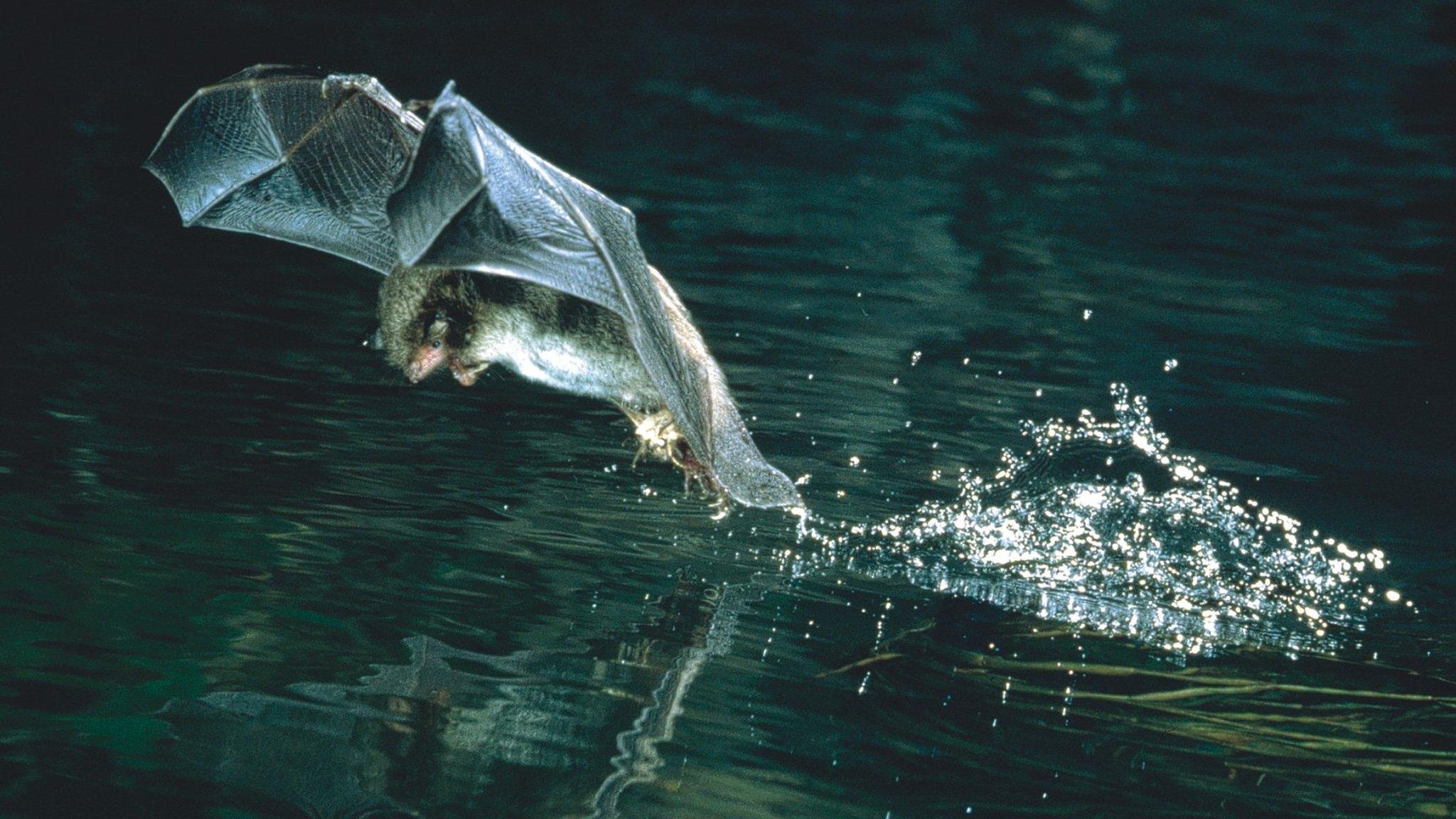 Daubenton's bat catching an insect (Image courtesy of F. Greenaway)