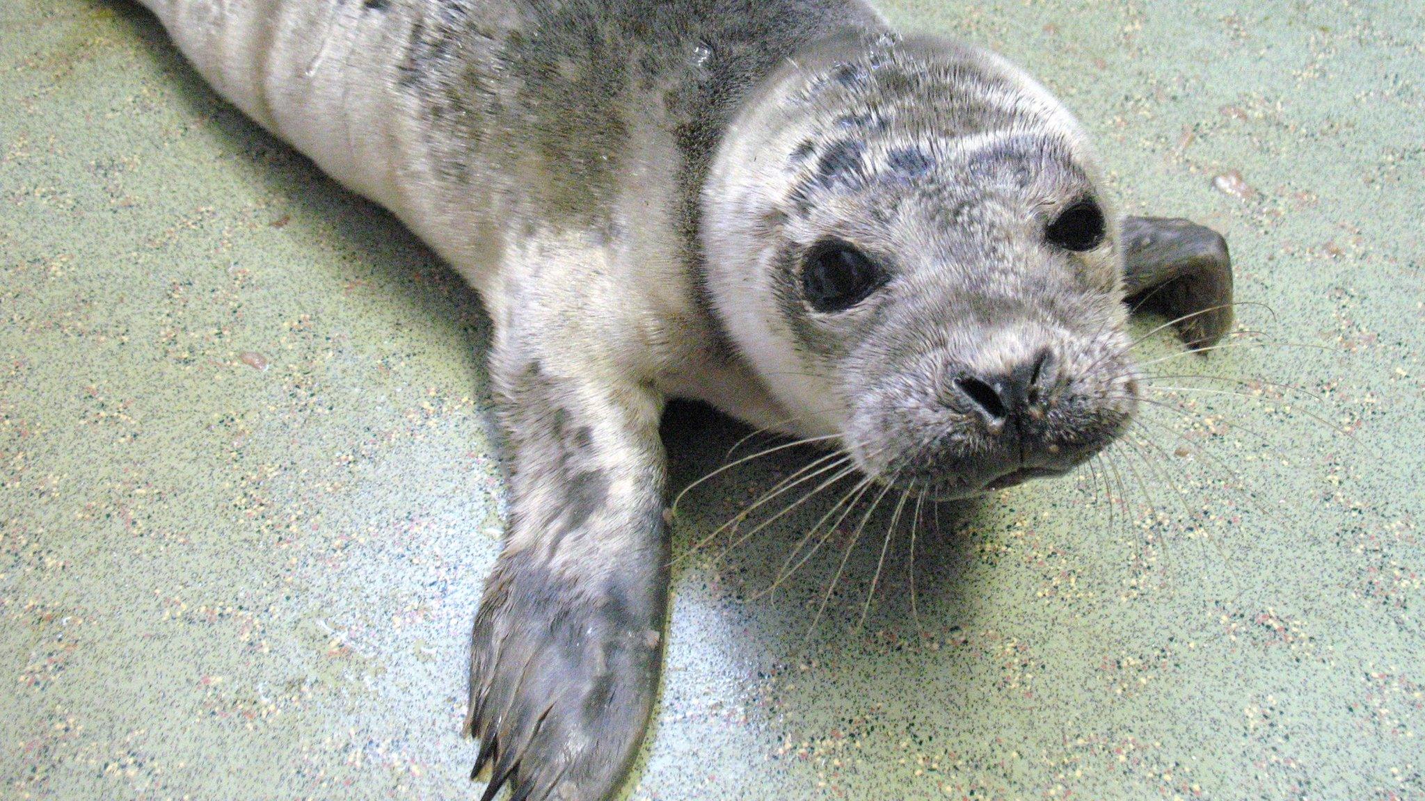 Rescued baby seal