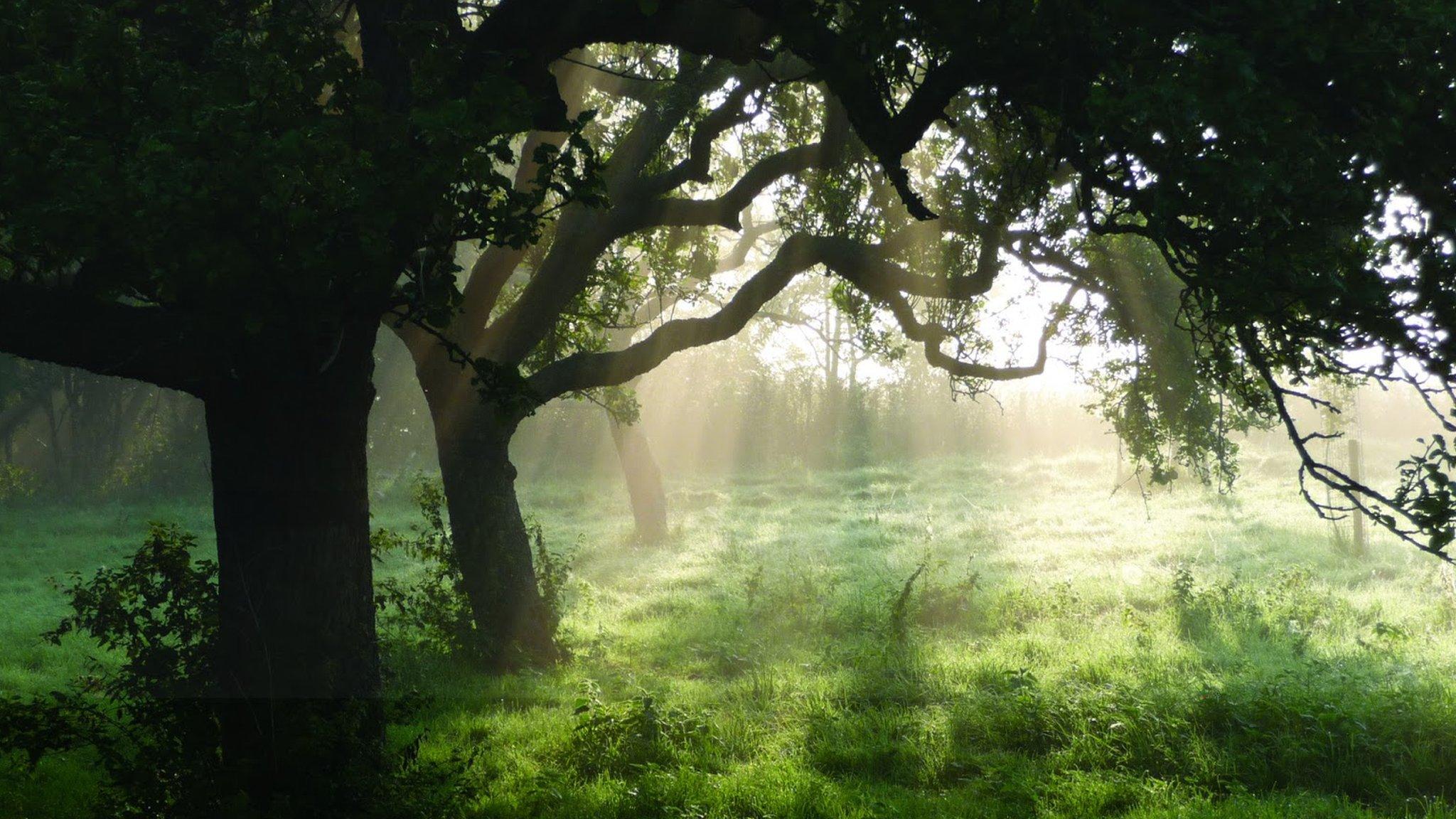 Ebley Linear Community Orchard