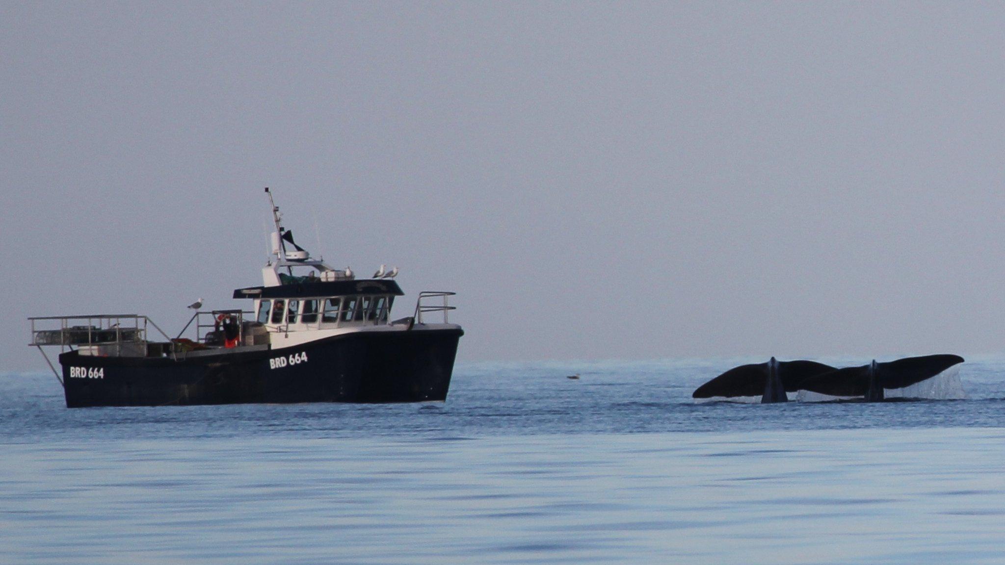 Sperm whales