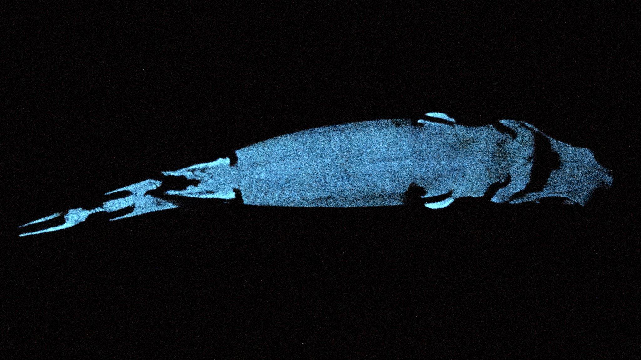 Velvet belly lanternshark