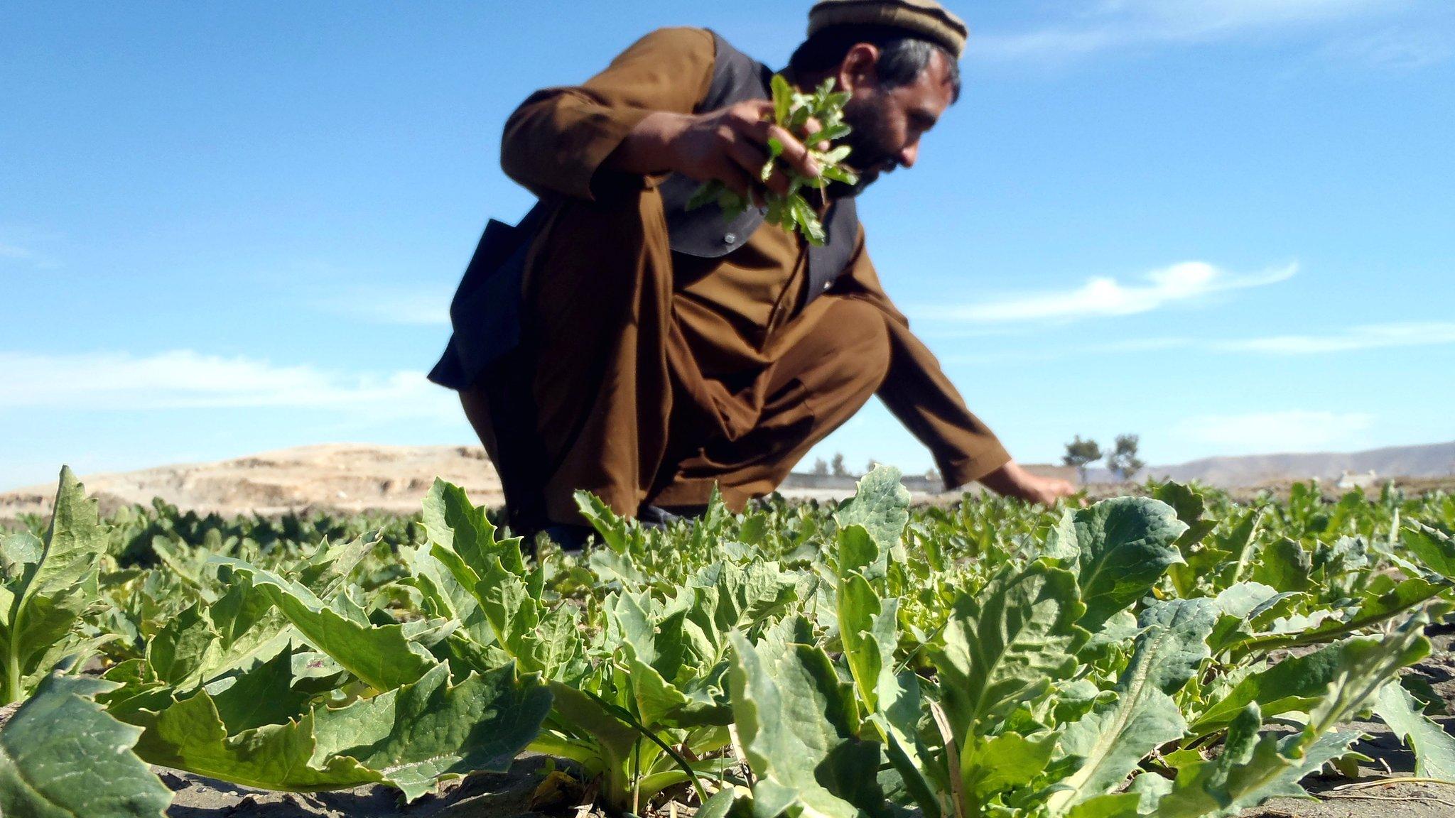 An Afghan farmer works on a poppy field in the Khogyani district in Jalalabad, Afghanistan, on 8 February 2013