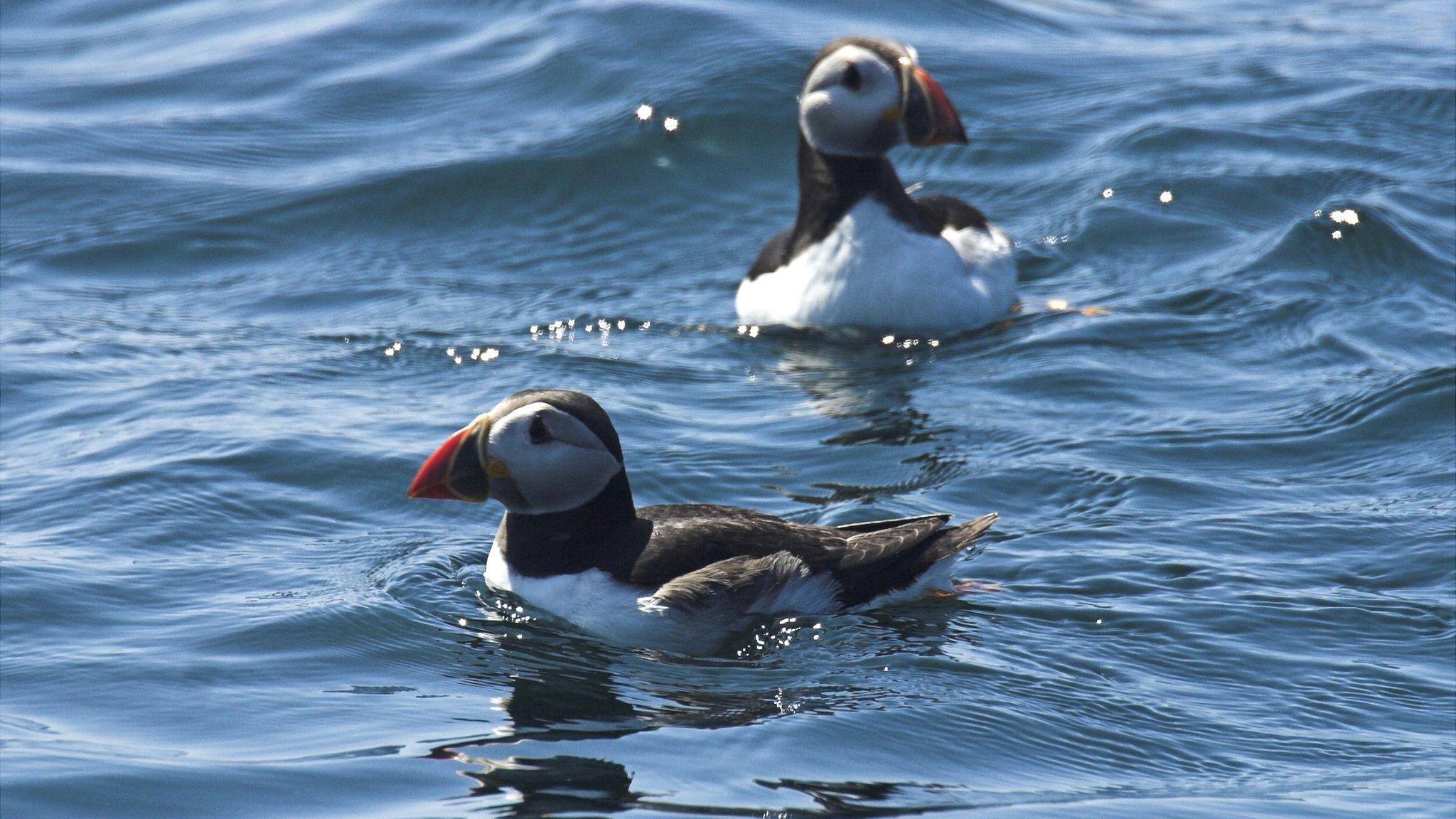 Puffins