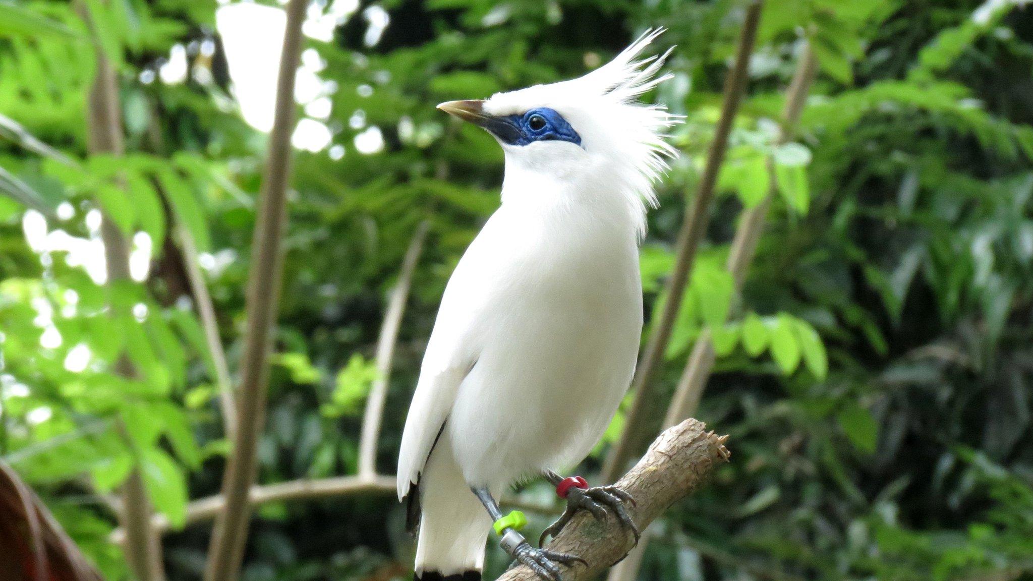 Bali starling (Leucopsar rothschildi)
