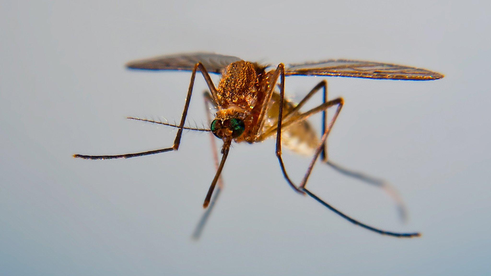 Female mosquito