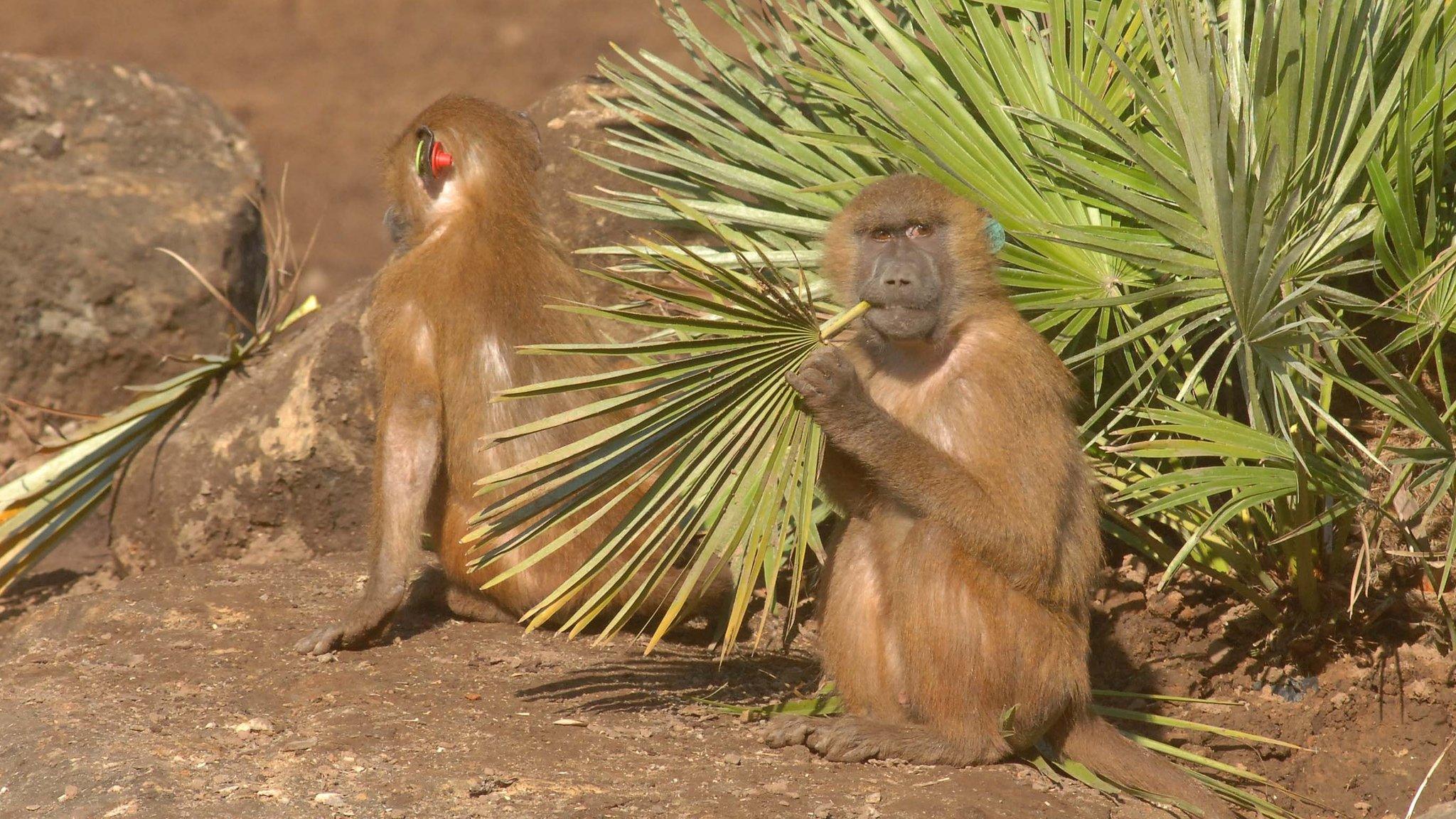 Guinea baboons