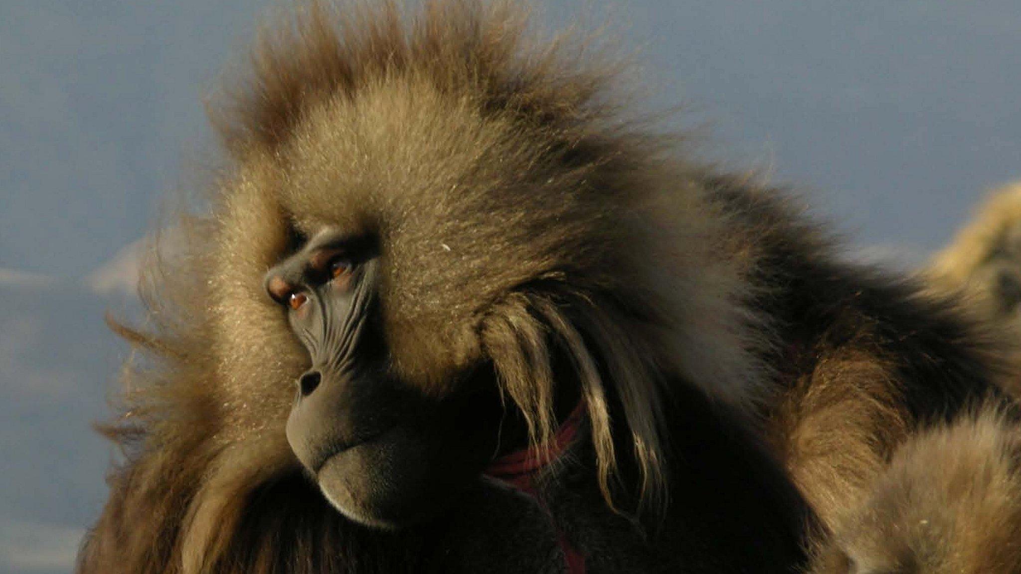 Gelada