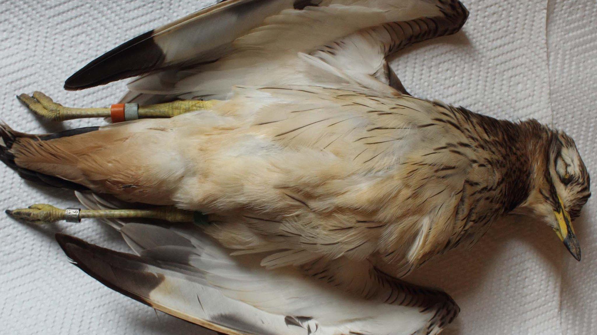 Dead stone curlew