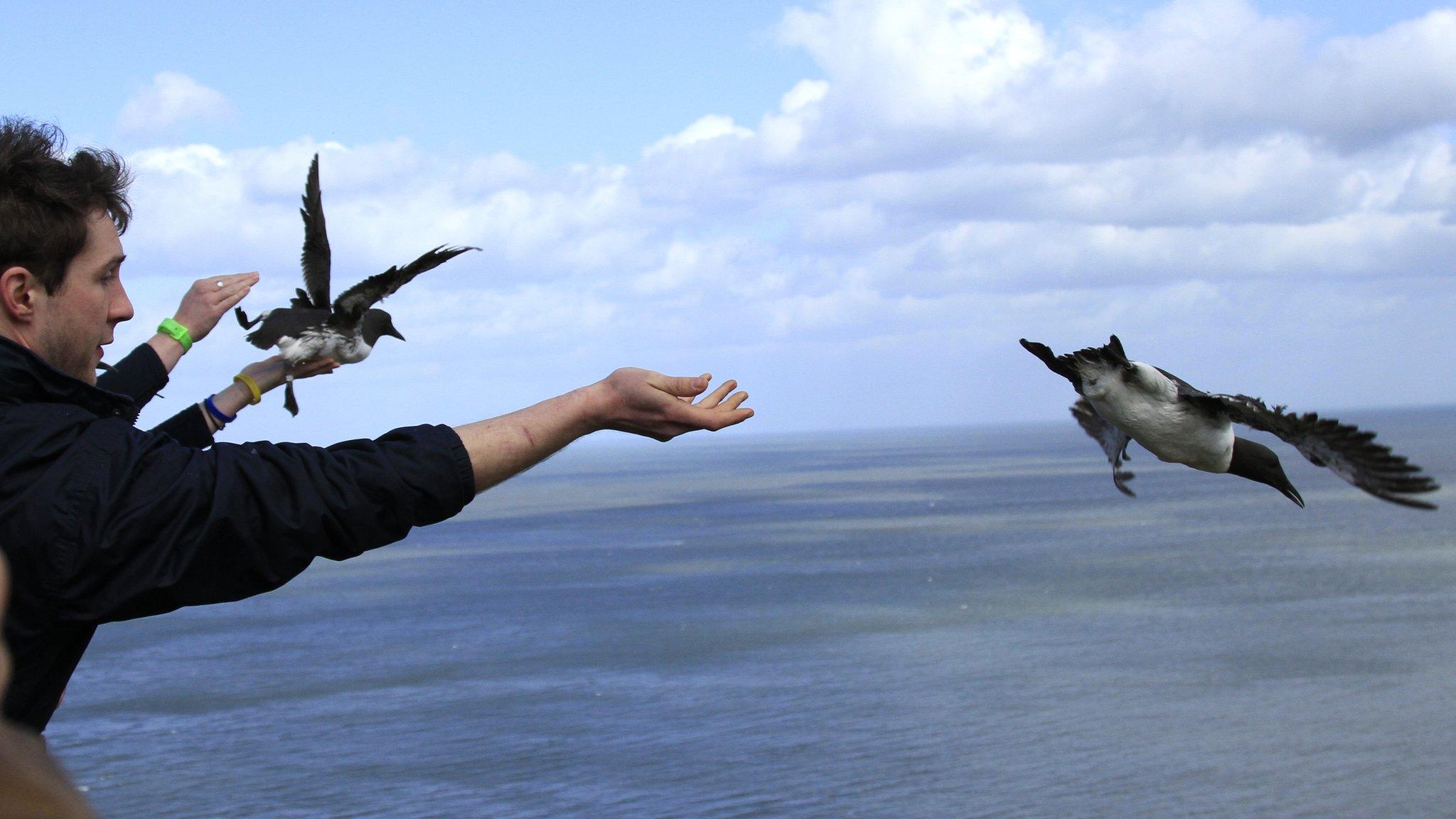 Man releasing seabird into wild