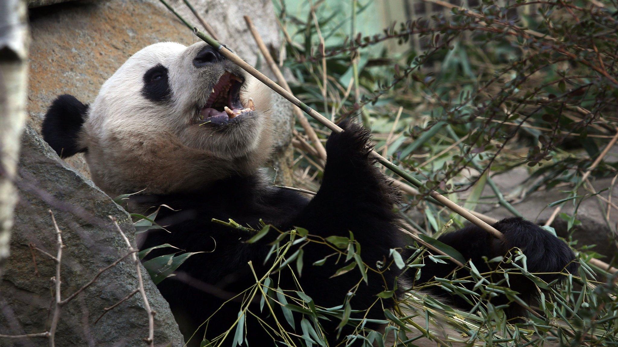 Yang Guang