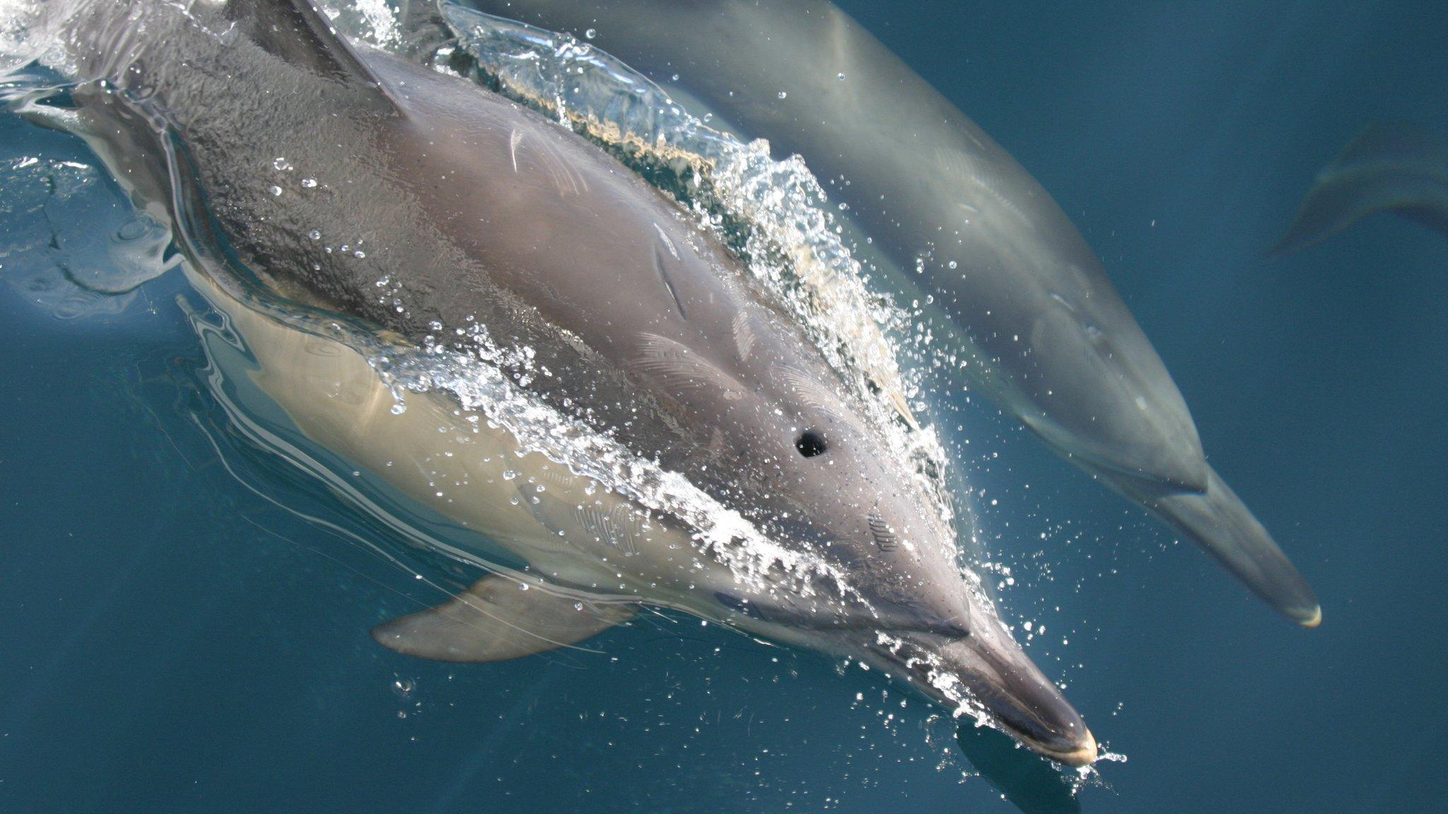 Dolphins